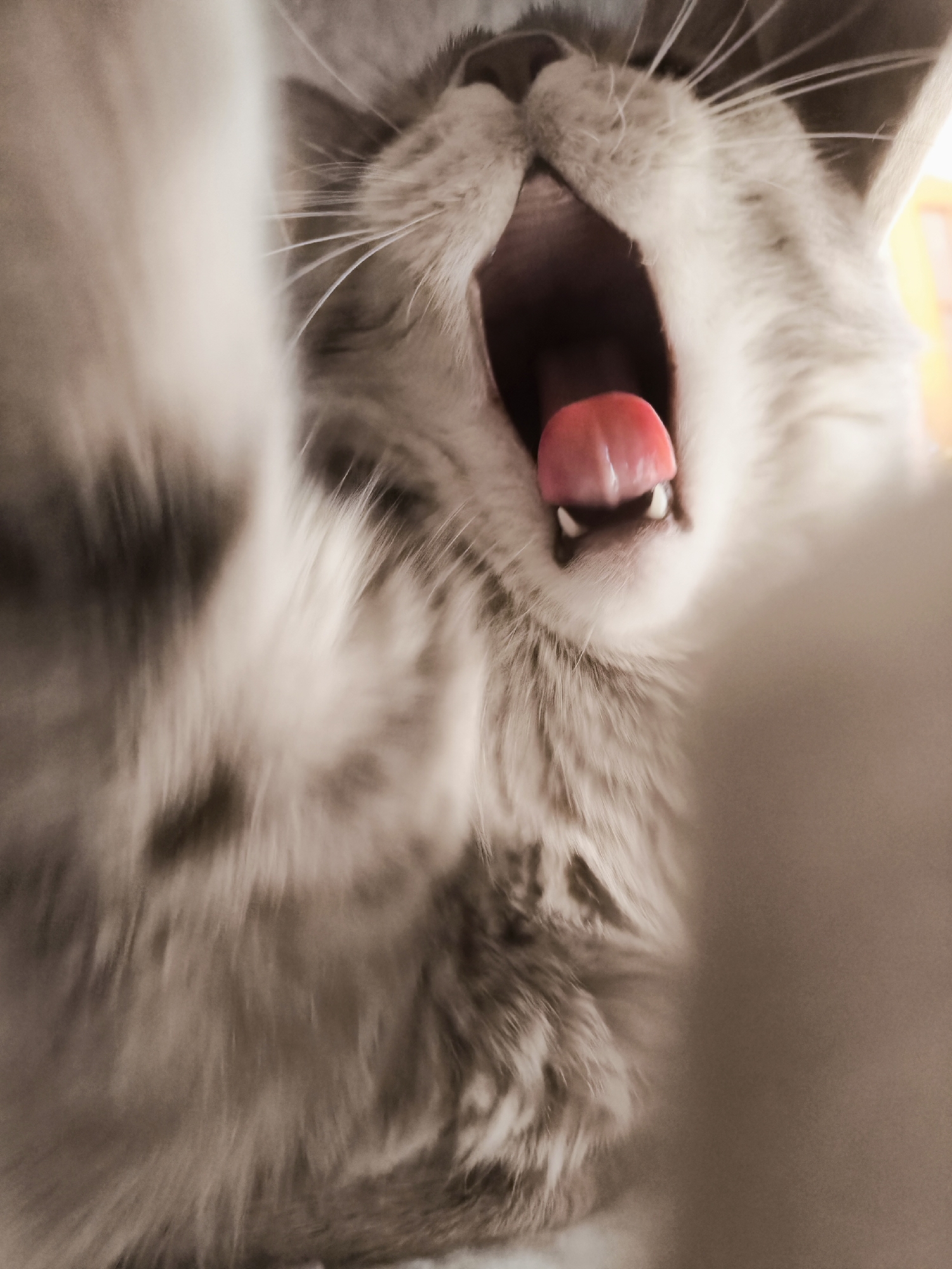 Gray tabby cat at home, curious and completely unbothered