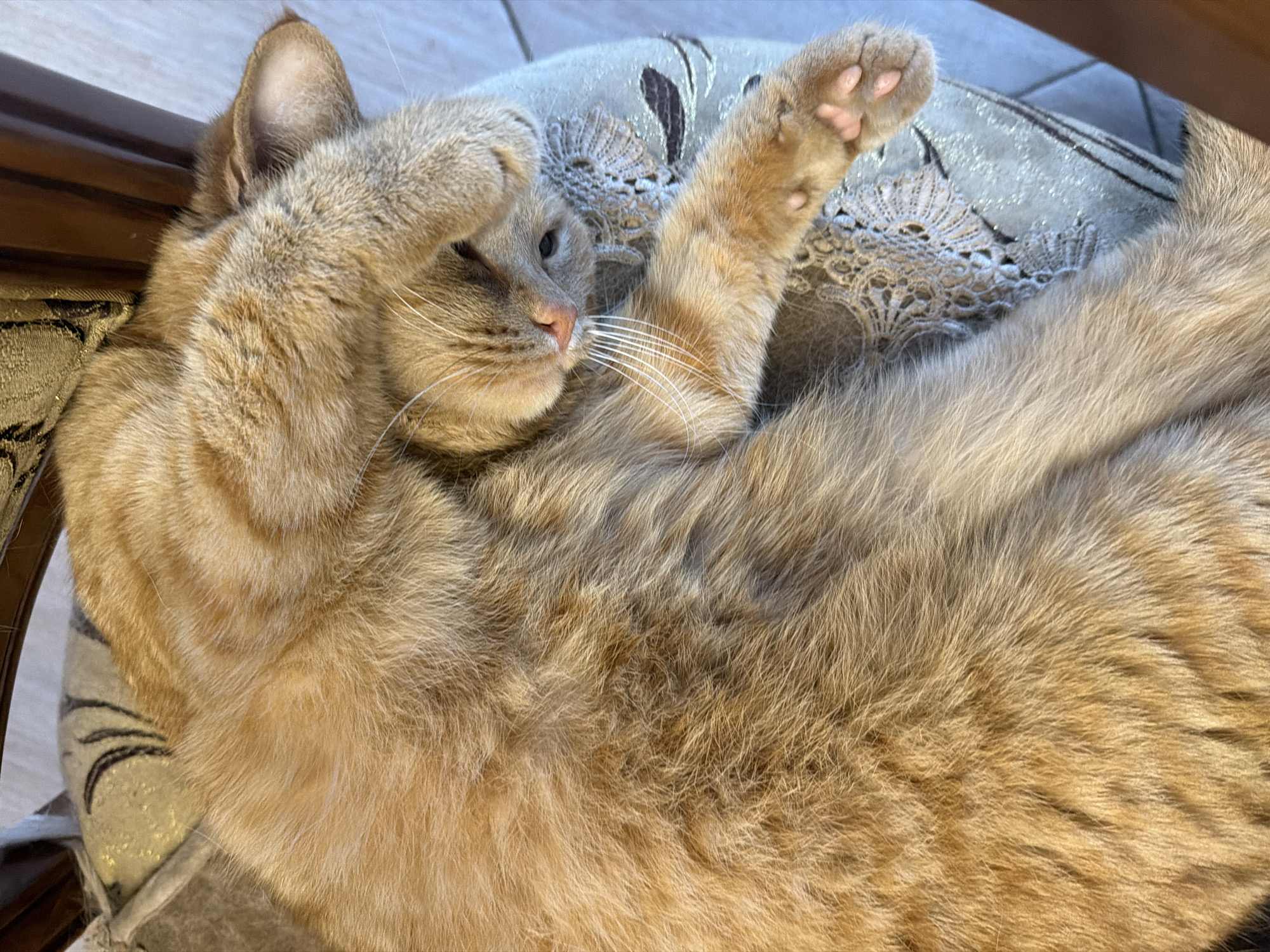 Orange tabby naps through several positions on a patterned armchair
