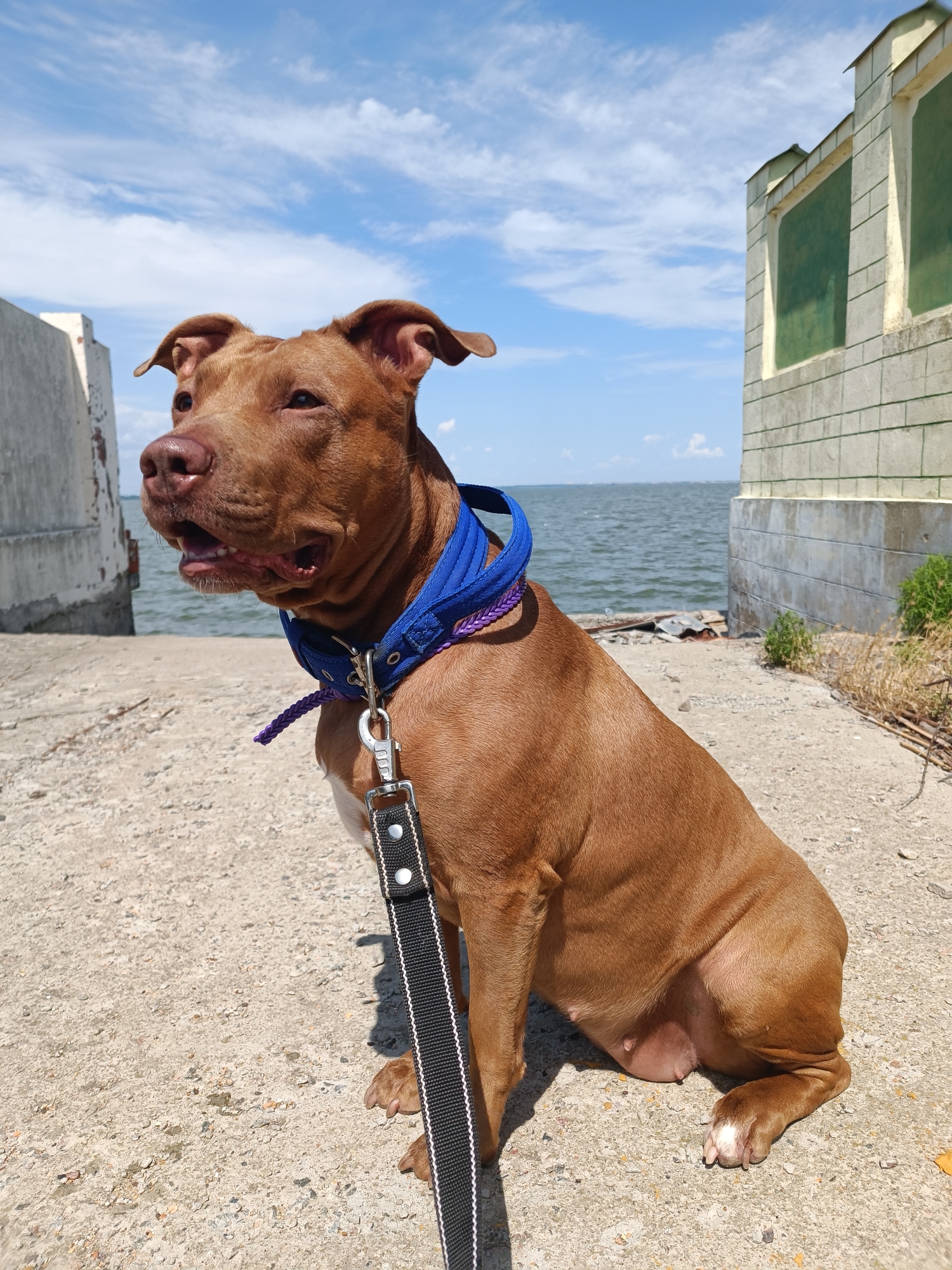 Dog and crabs by the Black Sea in Zatoka summer morning