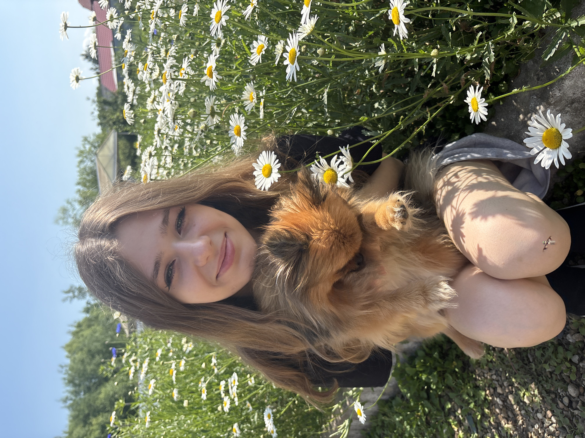 Summer day at a daisy-filled yard in Раздольное, Russia