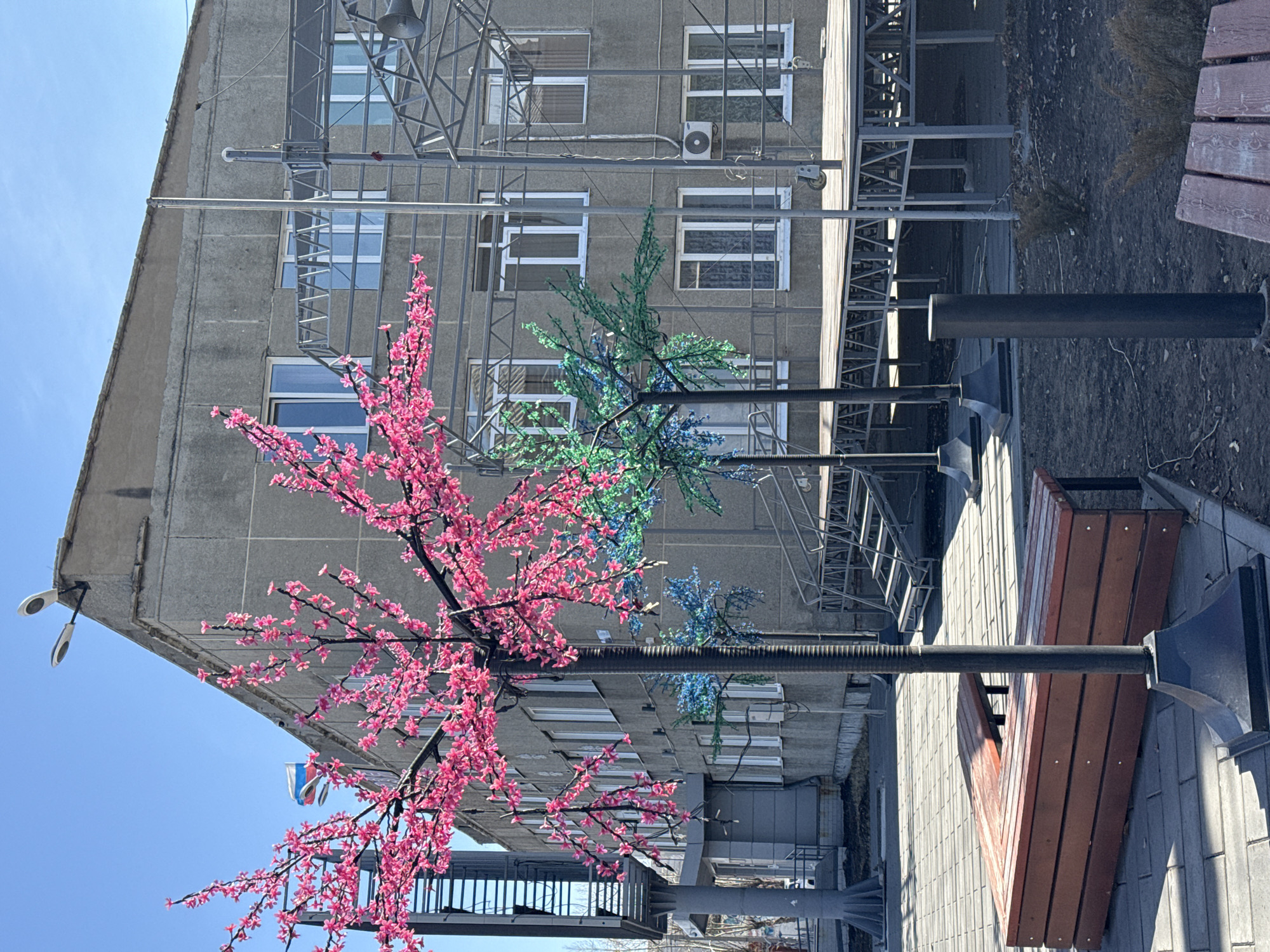 Artificial trees with pink blossoms spotted on Borzya street