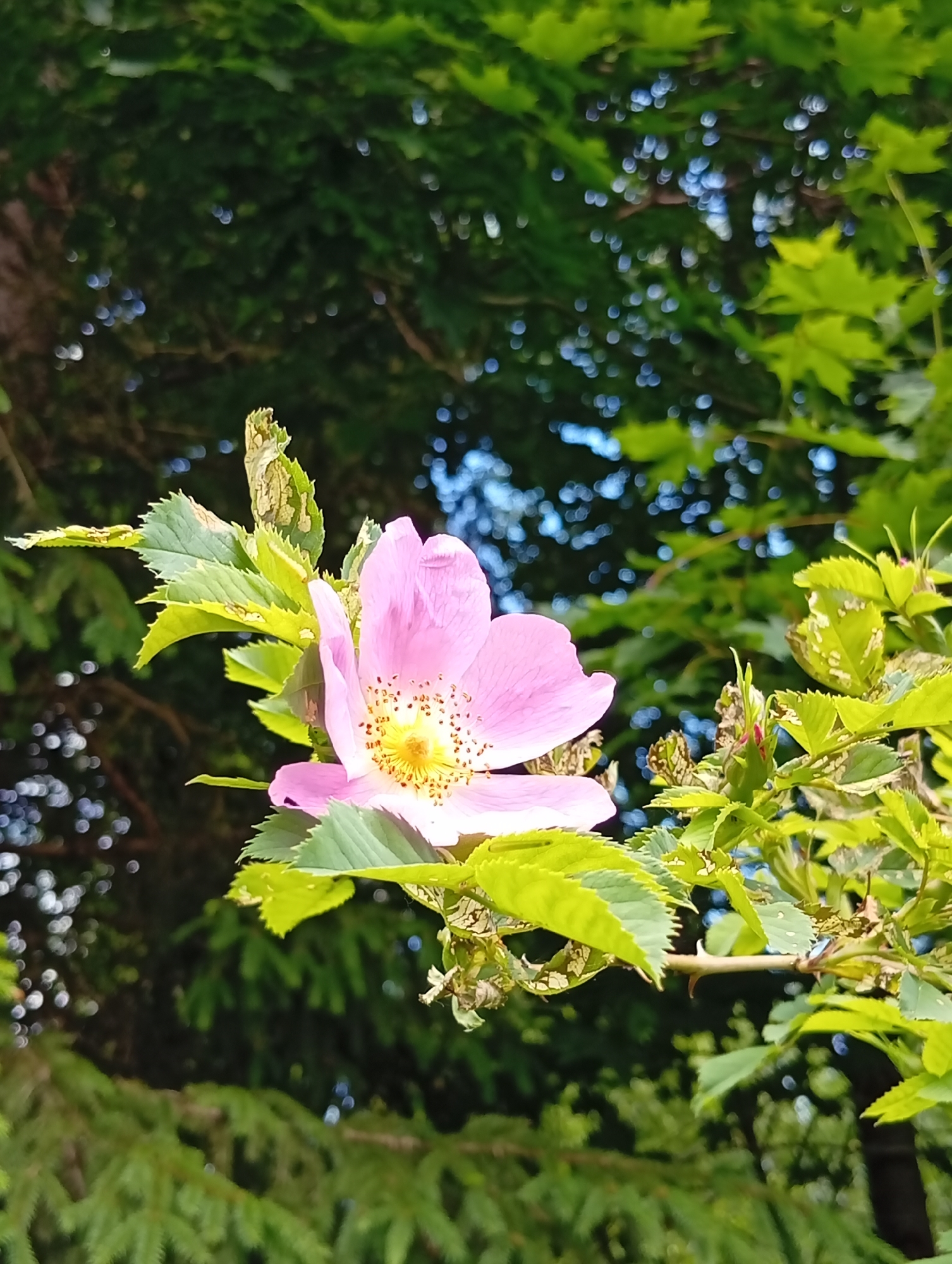 Summer morning in rural Lithuania: flowers, bees, and forest roads