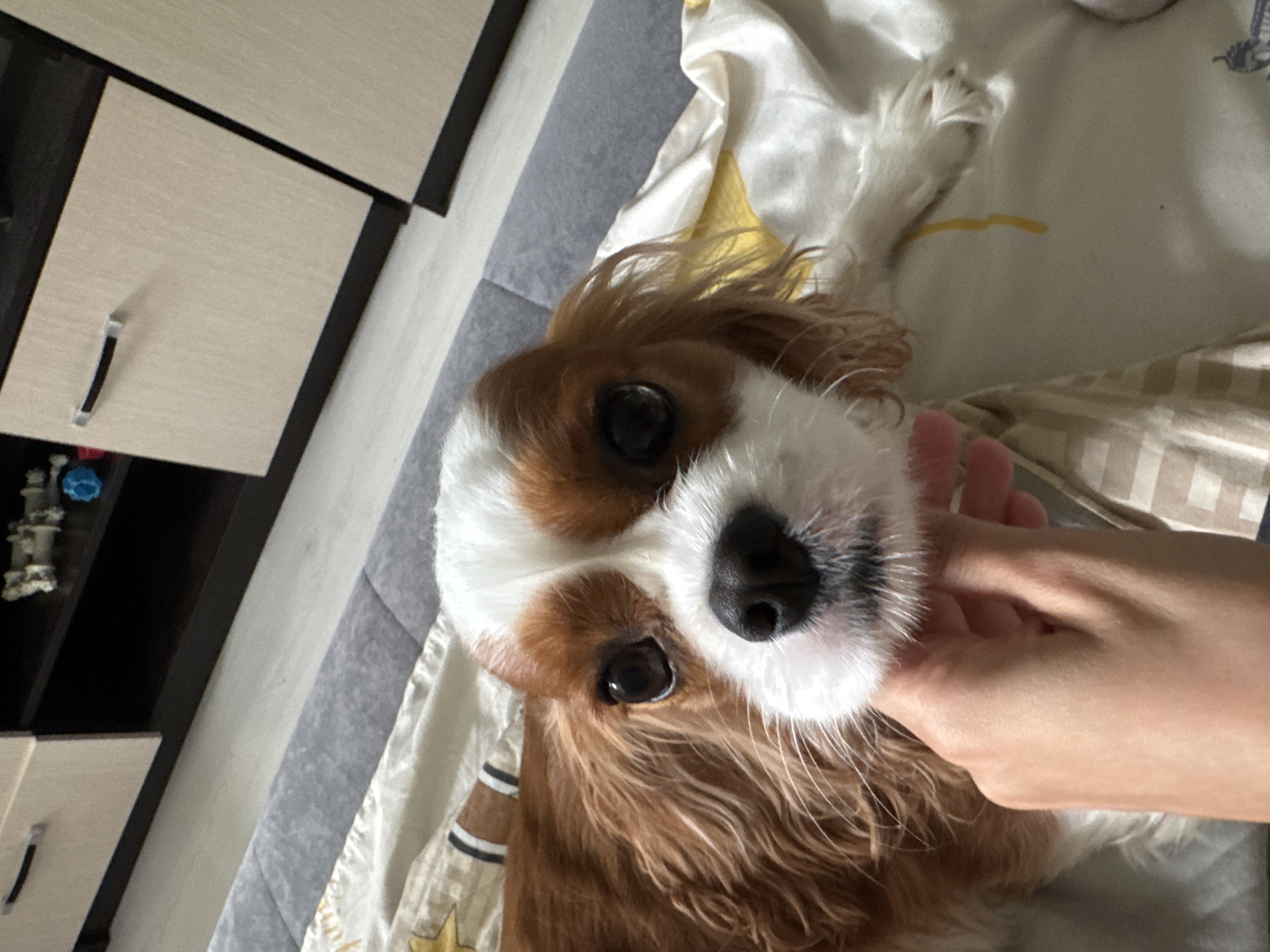 Cavalier King Charles Spaniel chilling on a bed, various angles
