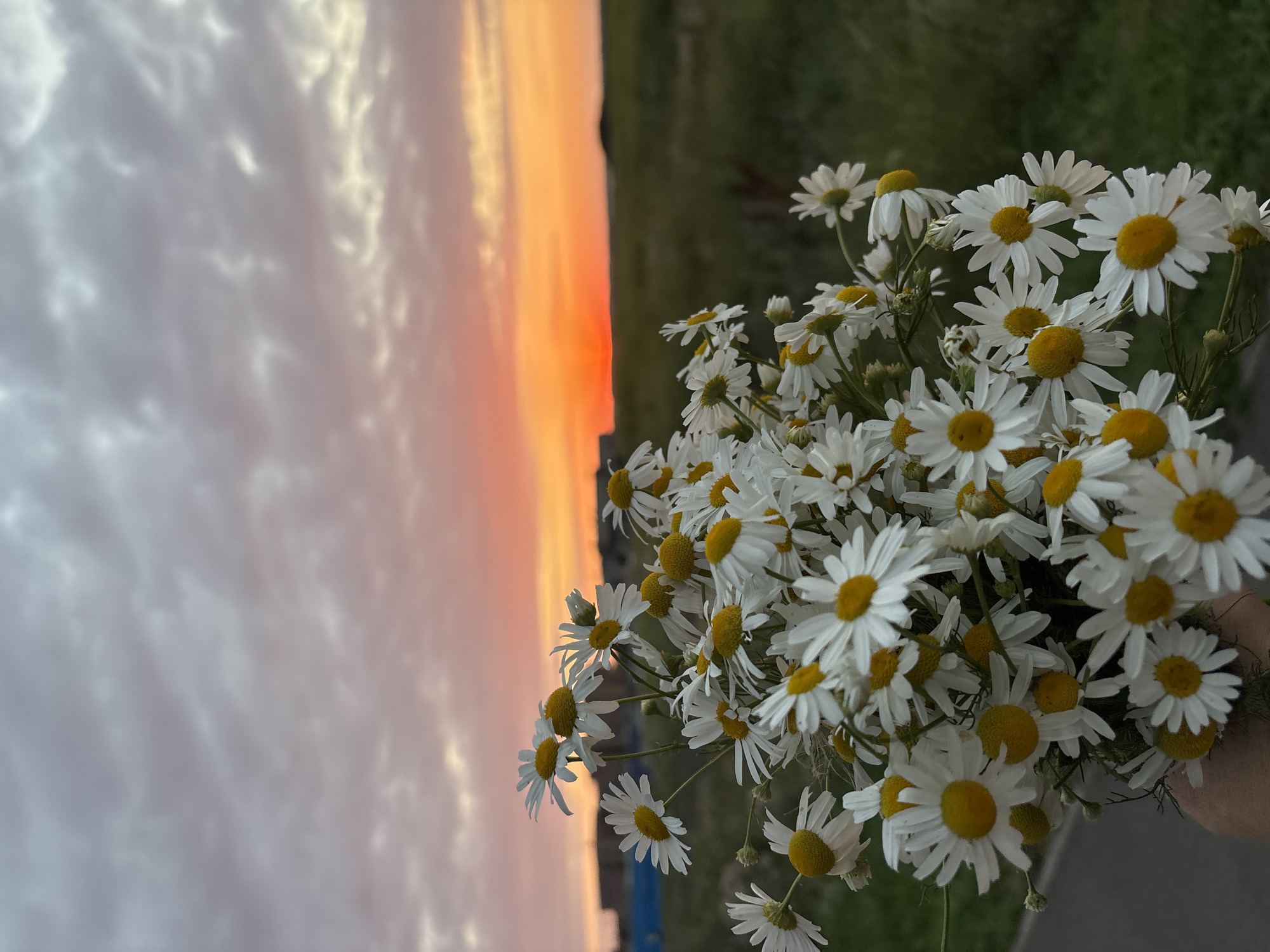 Daisies and cranes against a Mikhaylovsk summer sunset