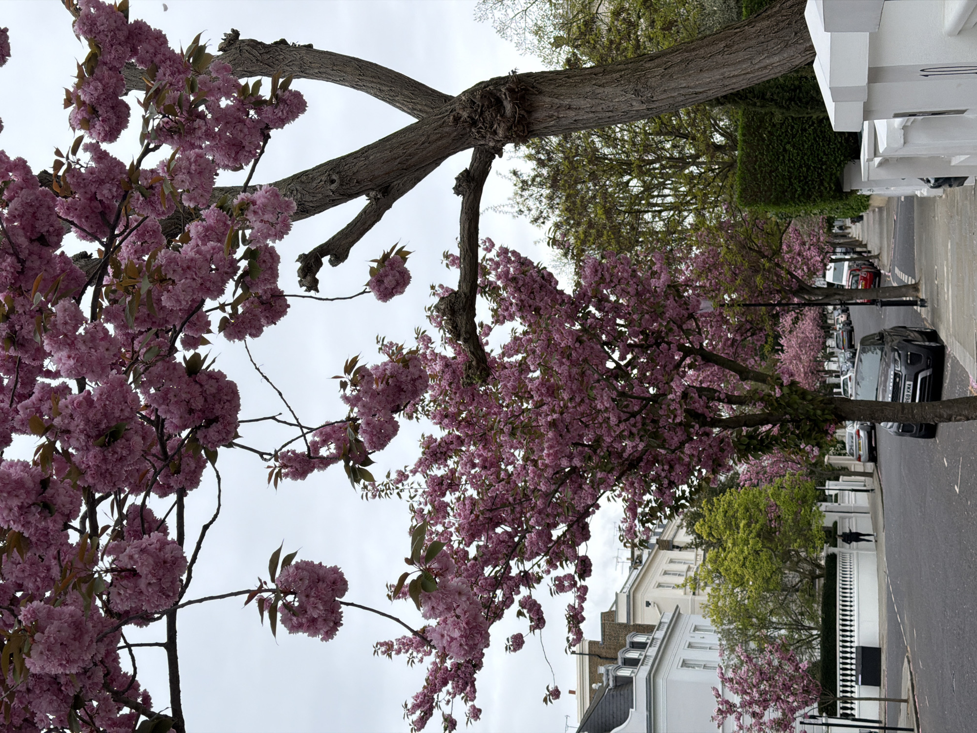 Spring blossoms photographed on London residential street