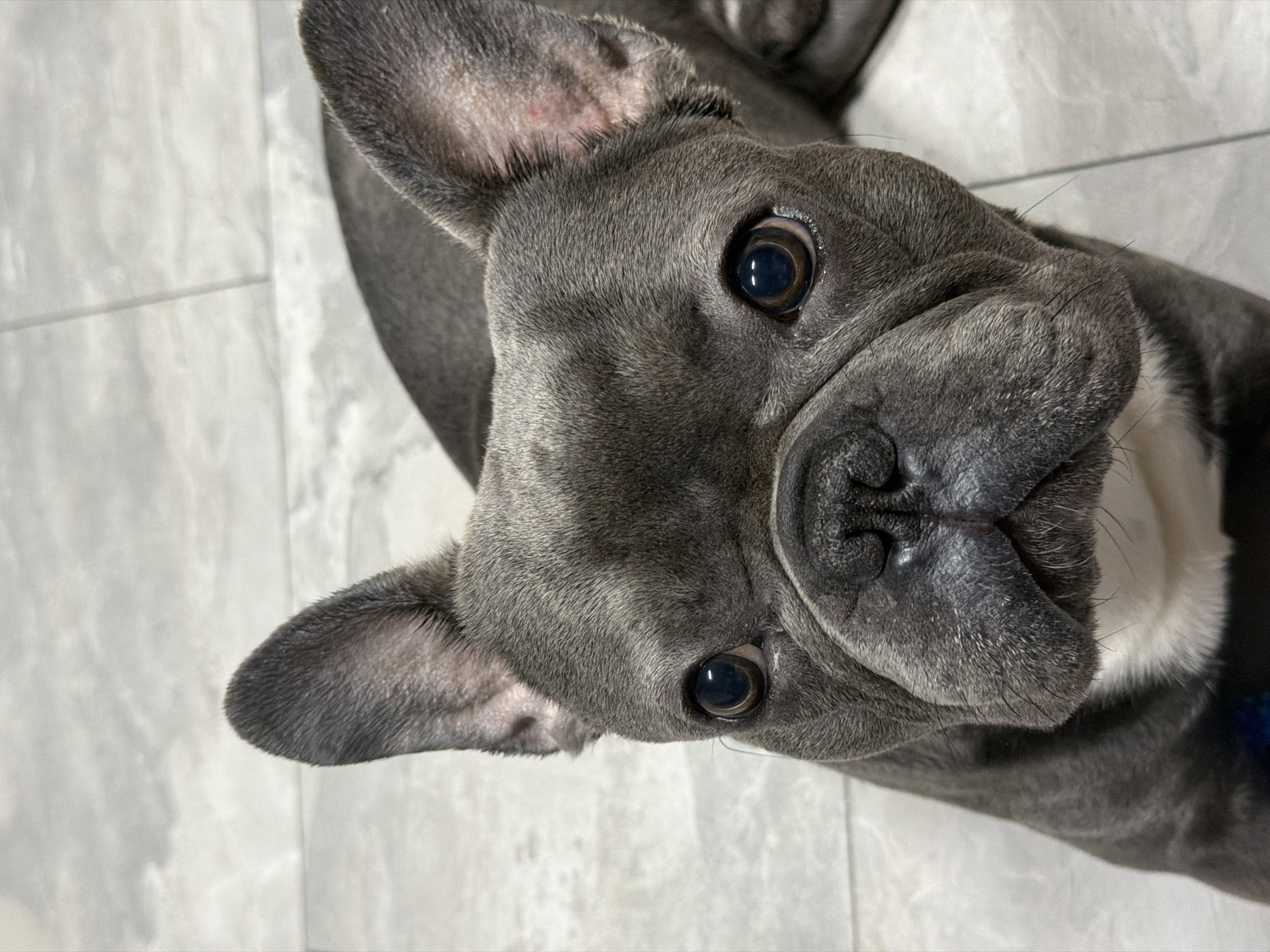 French Bulldog photo session and pizza time in Ruse