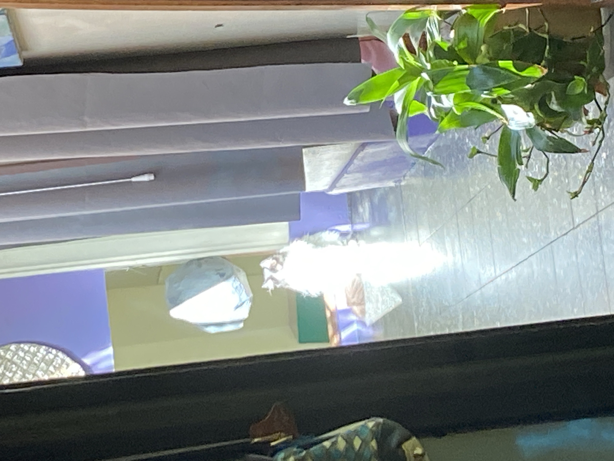 Window view captured in Buenos Aires showing indoor plant