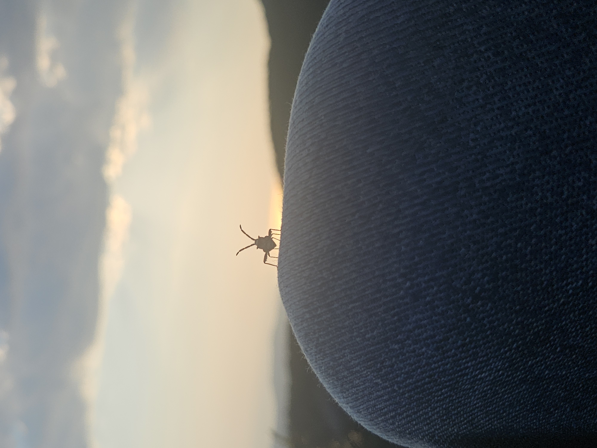 Observer captures insect, sky phenomena, and elevated landscape view