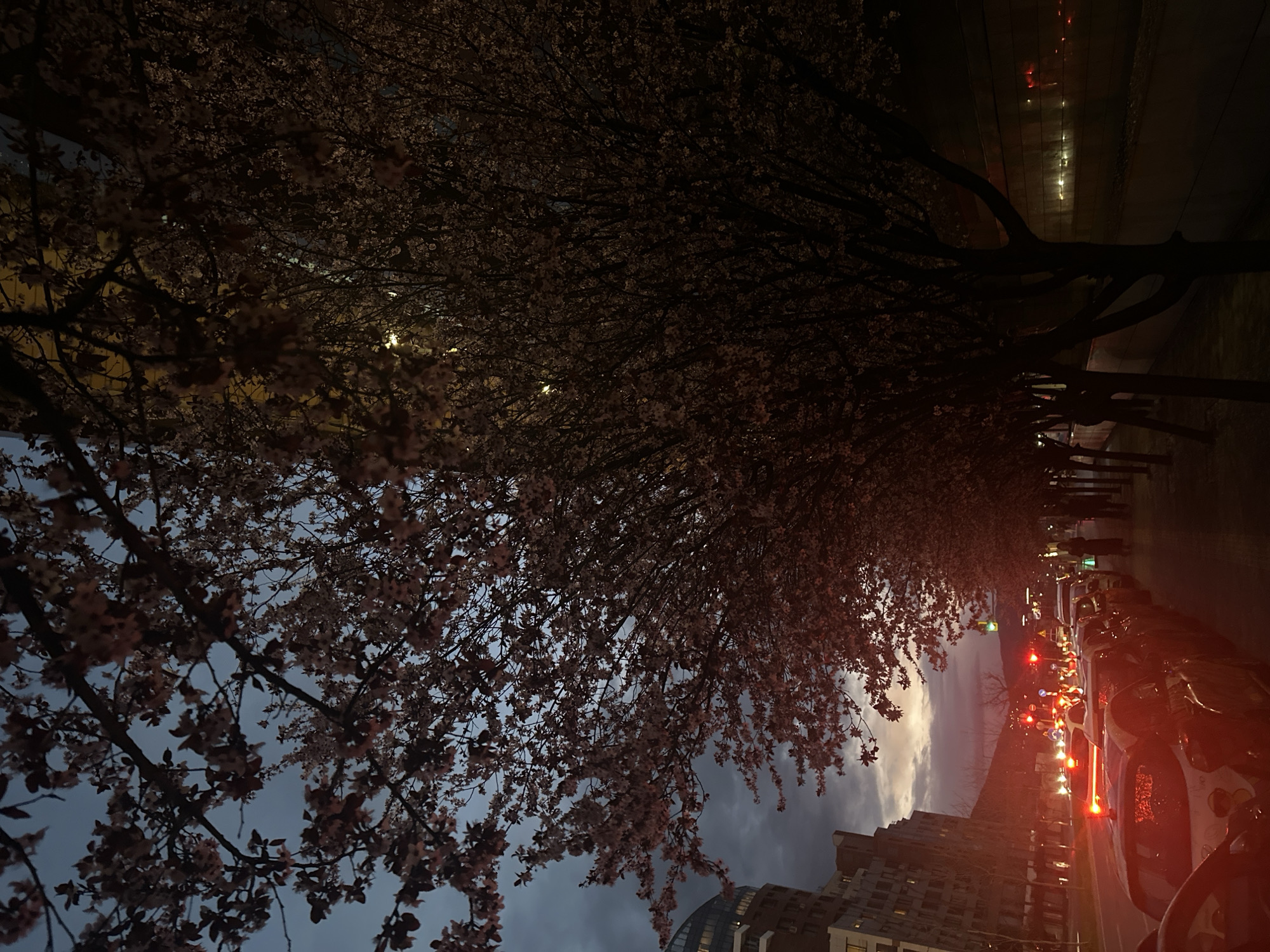 Evening scenes documented across Sofia including blossoms and retail