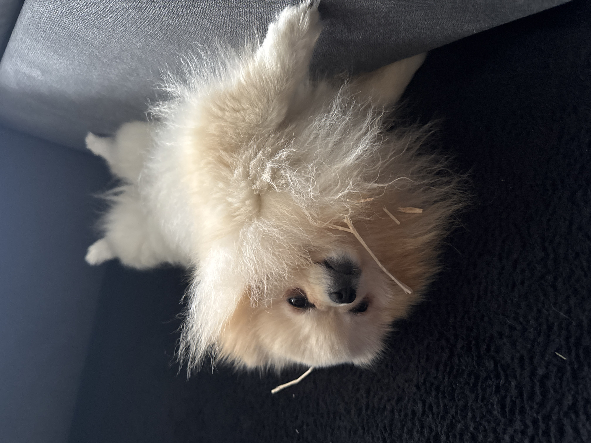 Pomeranian dog spotted relaxing in various locations around German town