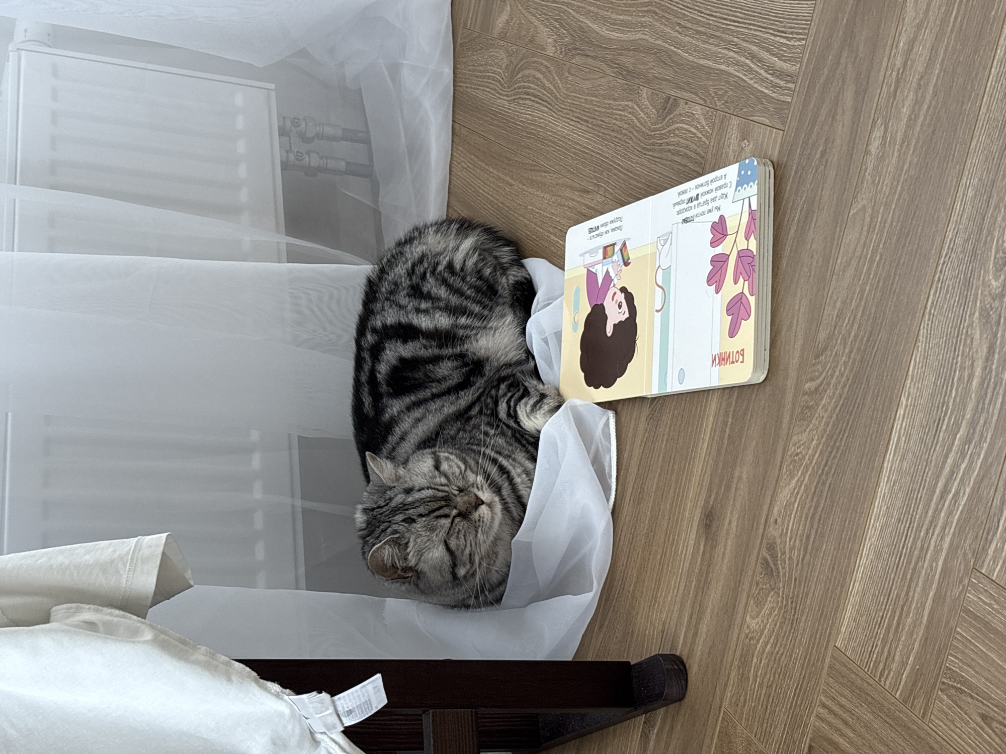 Cat naps beside children's book on wooden floor