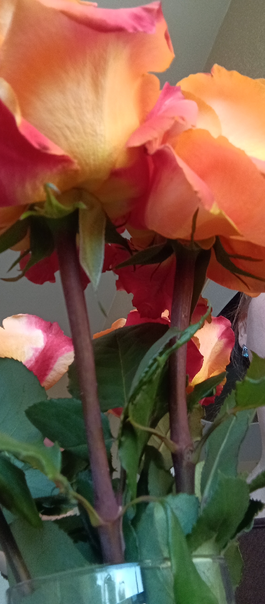 Intimate home moments captured: roses, selfies, domestic scenes
