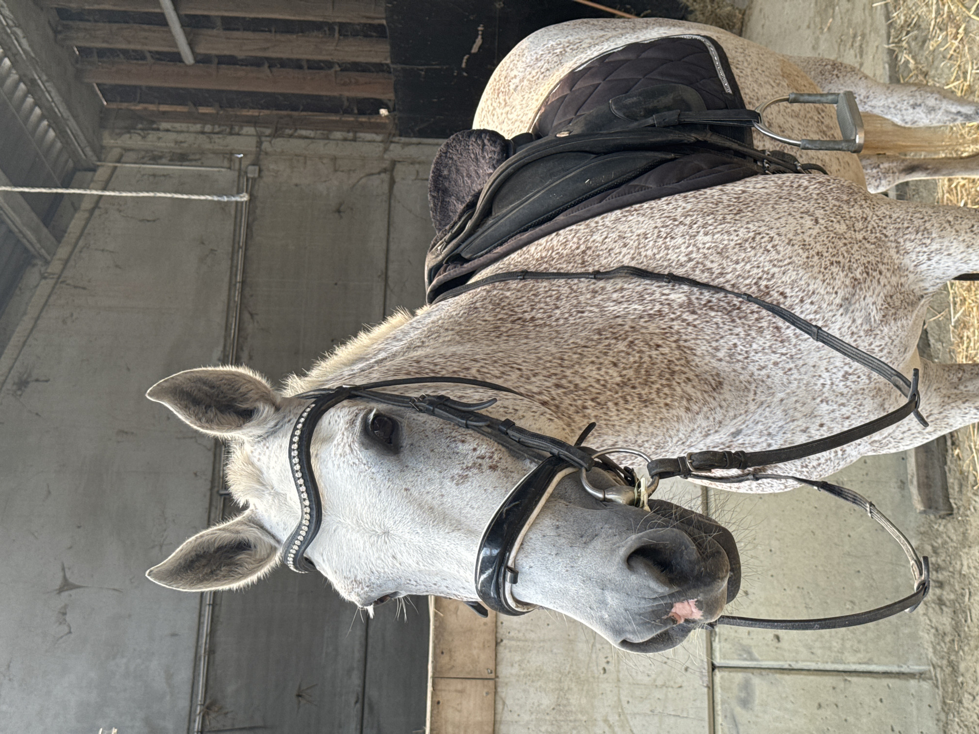 Dappled grey horse tacked, ridden, and washed at Belgian stable