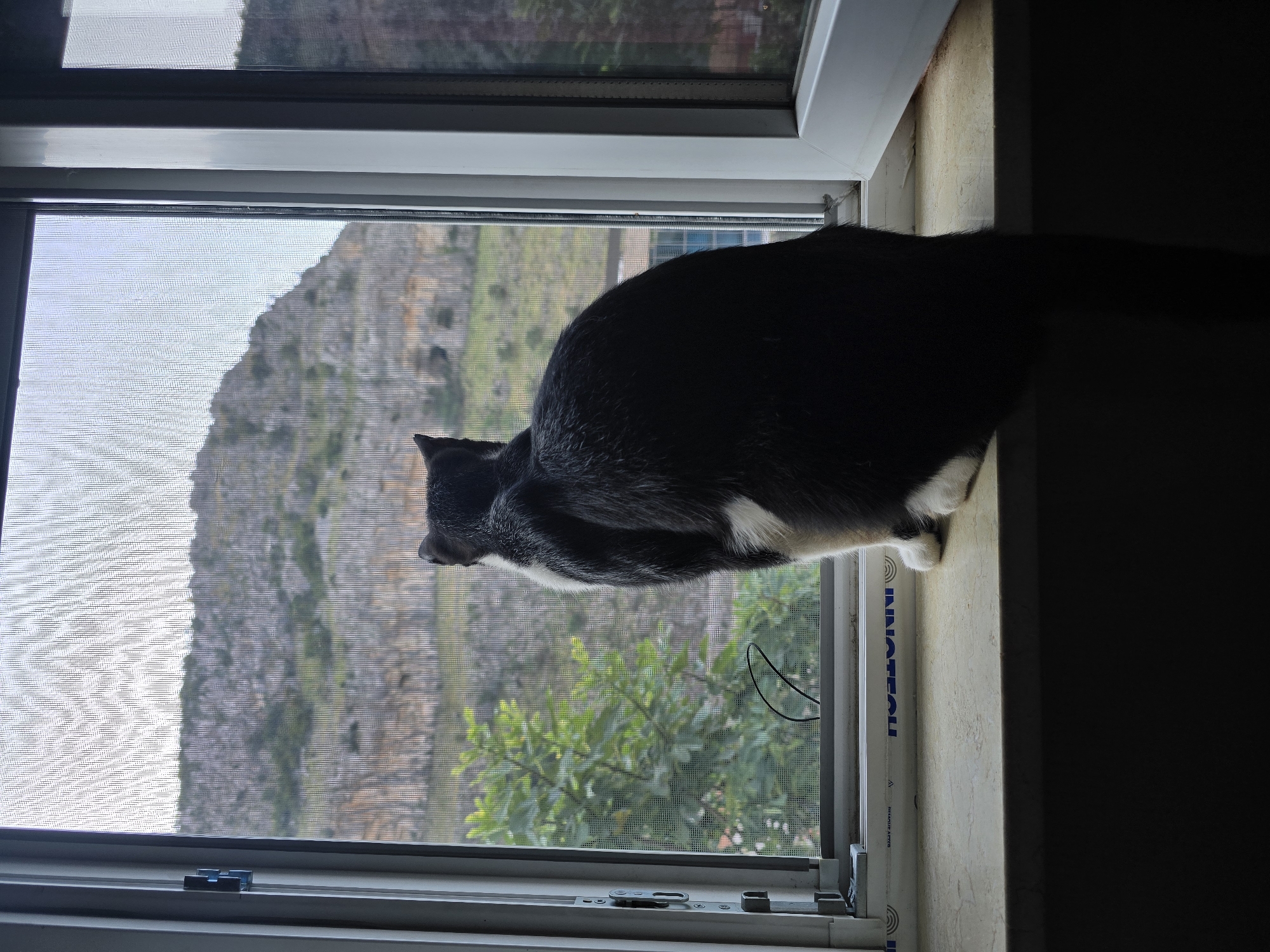 Black and white cat watches a mountainous landscape from a windowsill