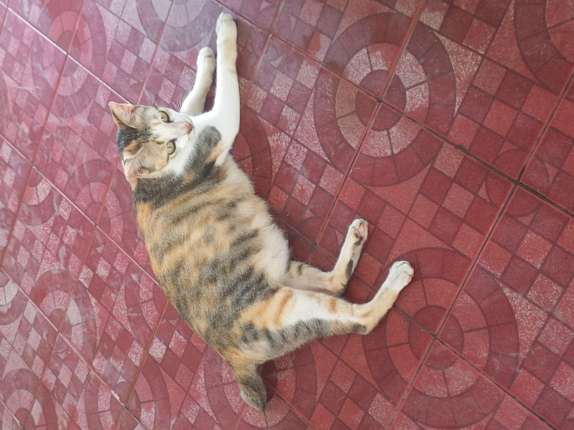 Morning moments: Cat resting, prayer time in Lhokseumawe