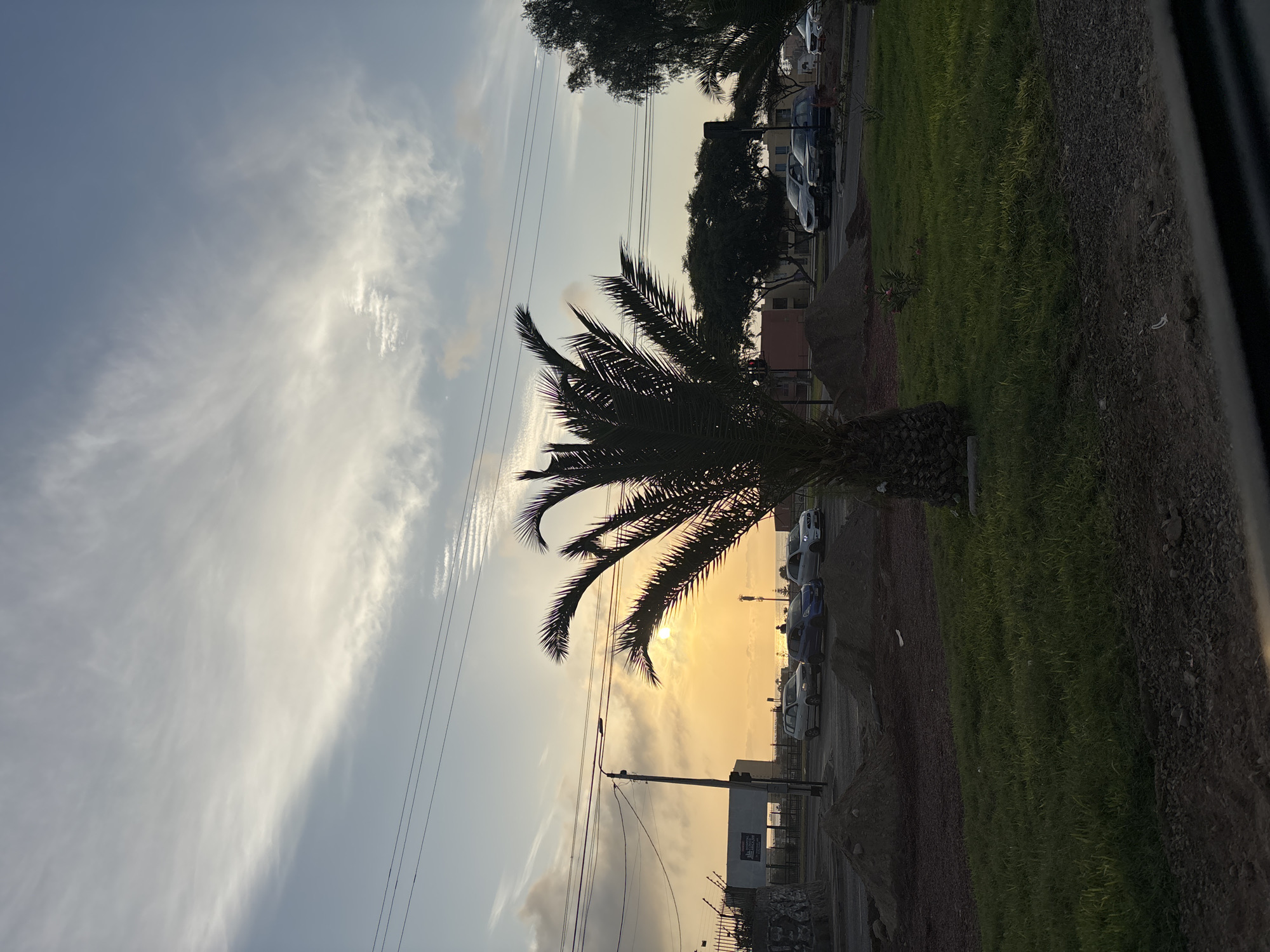 Palm tree silhouetted at sunset in Arica, Chile