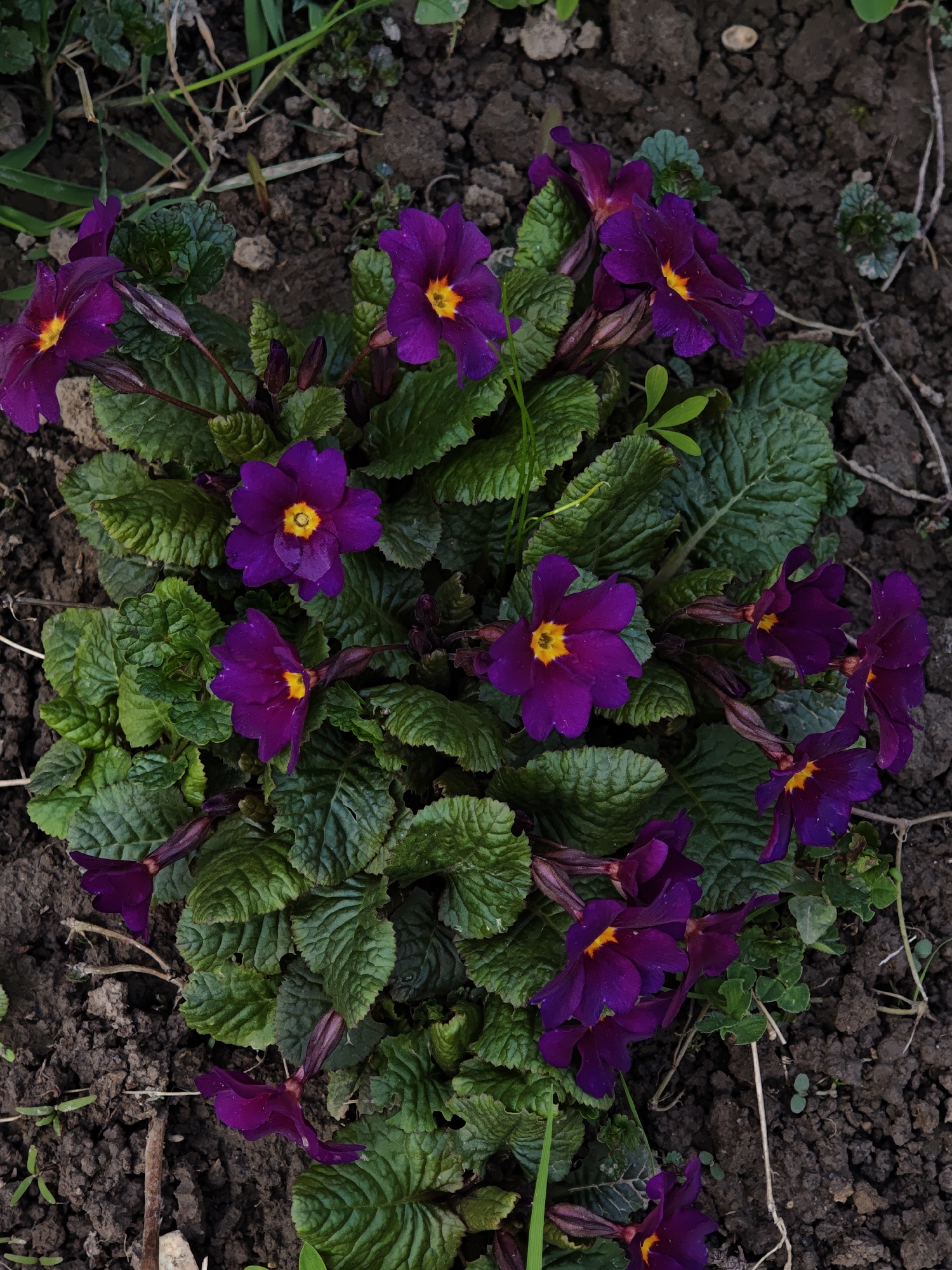 Spring blooms and pet moments captured in Ukrainian village