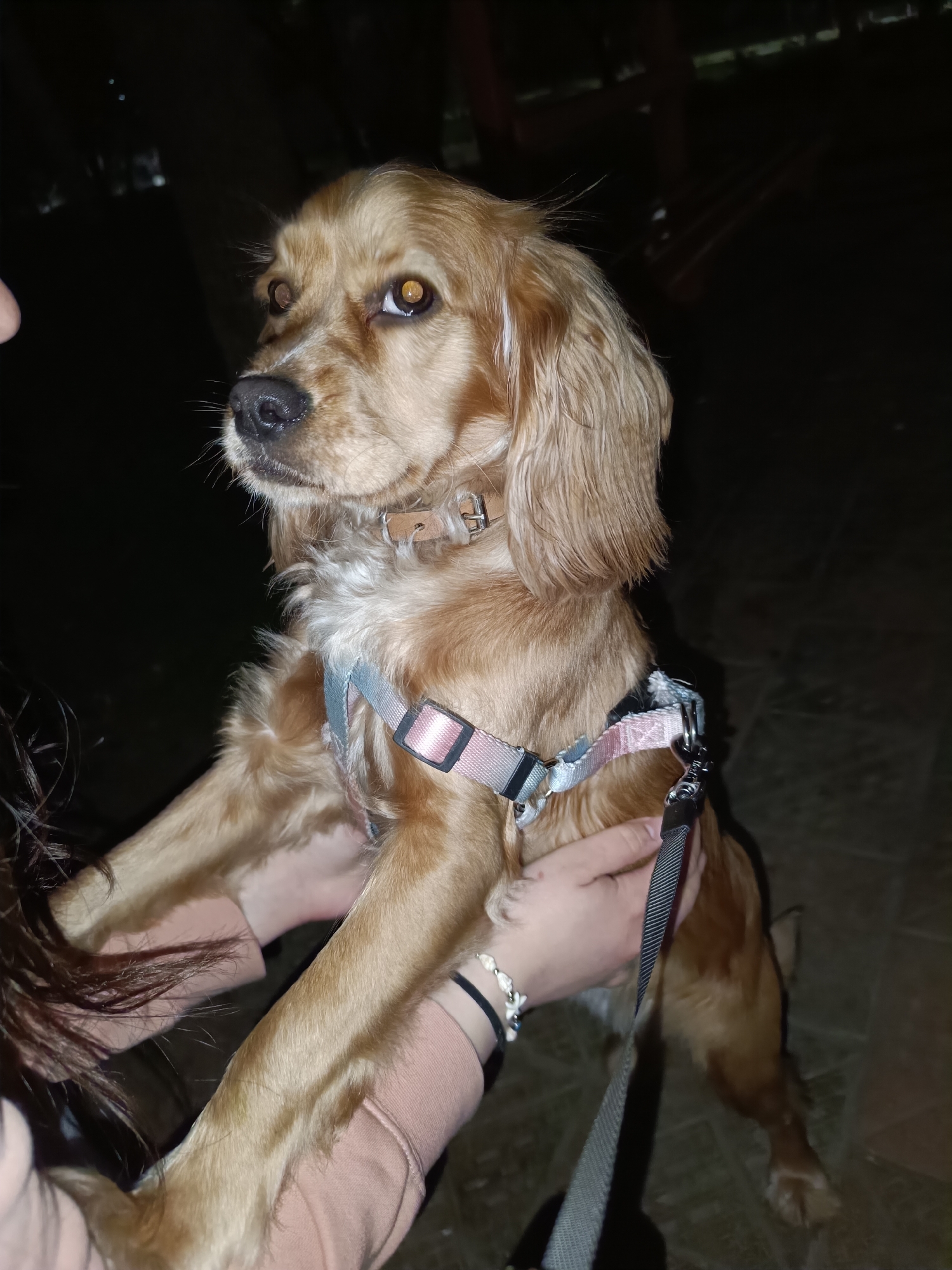 Cocker Spaniel, painted egg, meal documented in Pleven evening