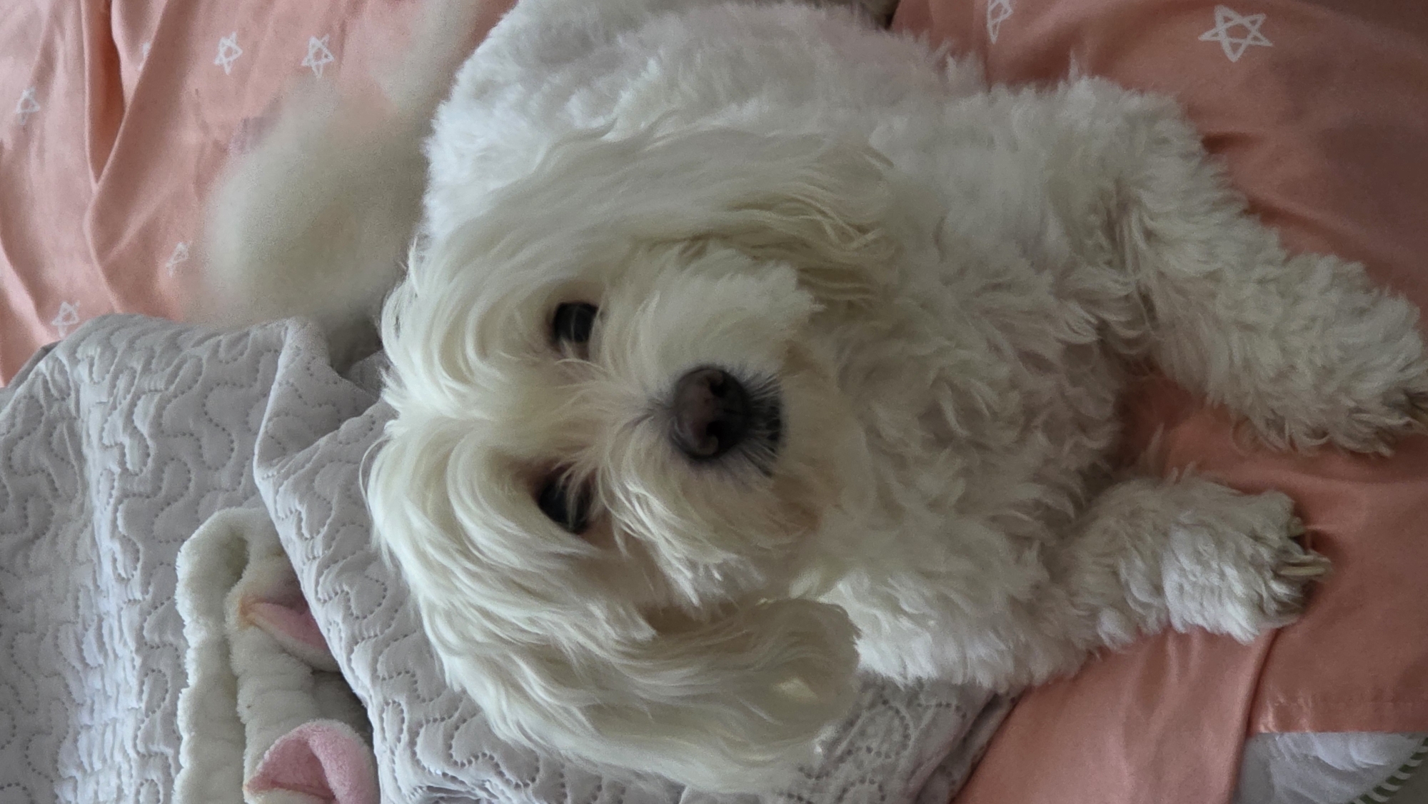 Morning photo session with white dog in Blagoevgrad