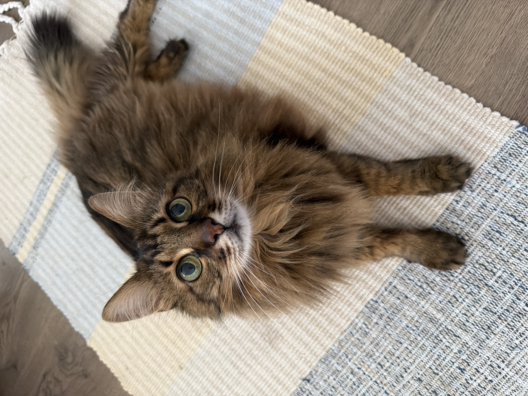Brown tabby cat relaxing on a striped rug in Kyiv