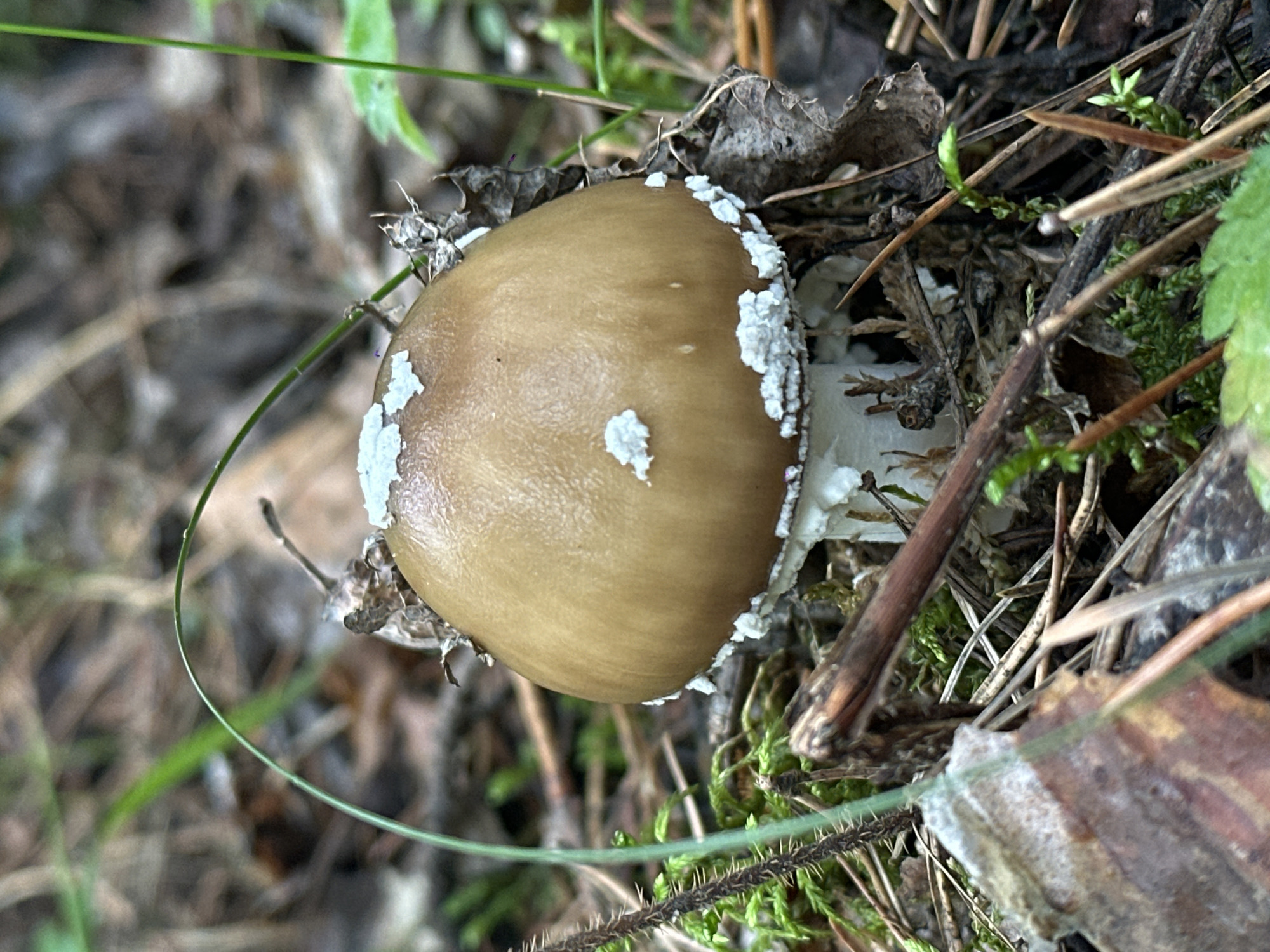 Forest floor details: mushrooms, moss, and beetles in Sokolovo
