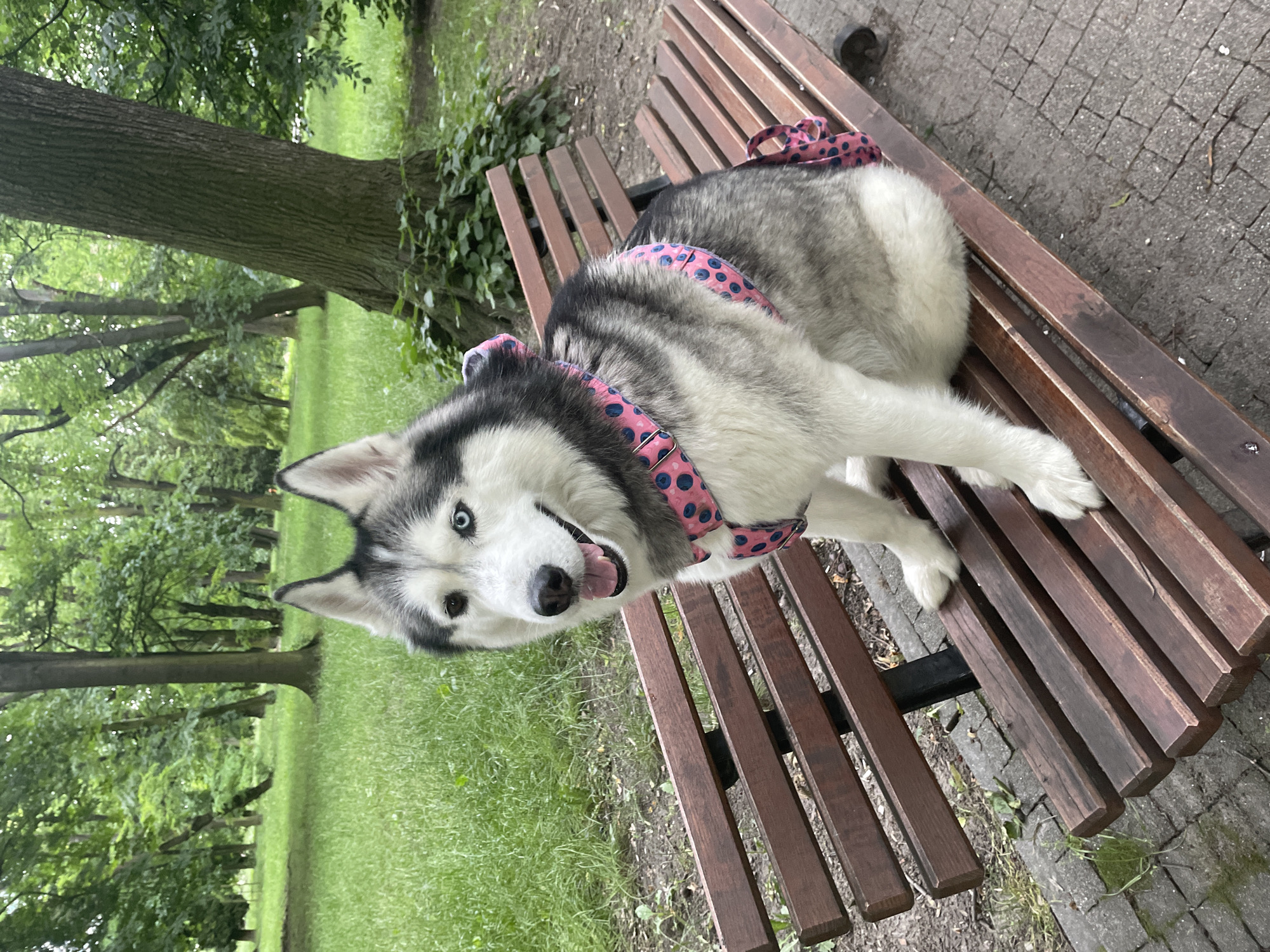 Husky park hangout and heavily charmed Crocs