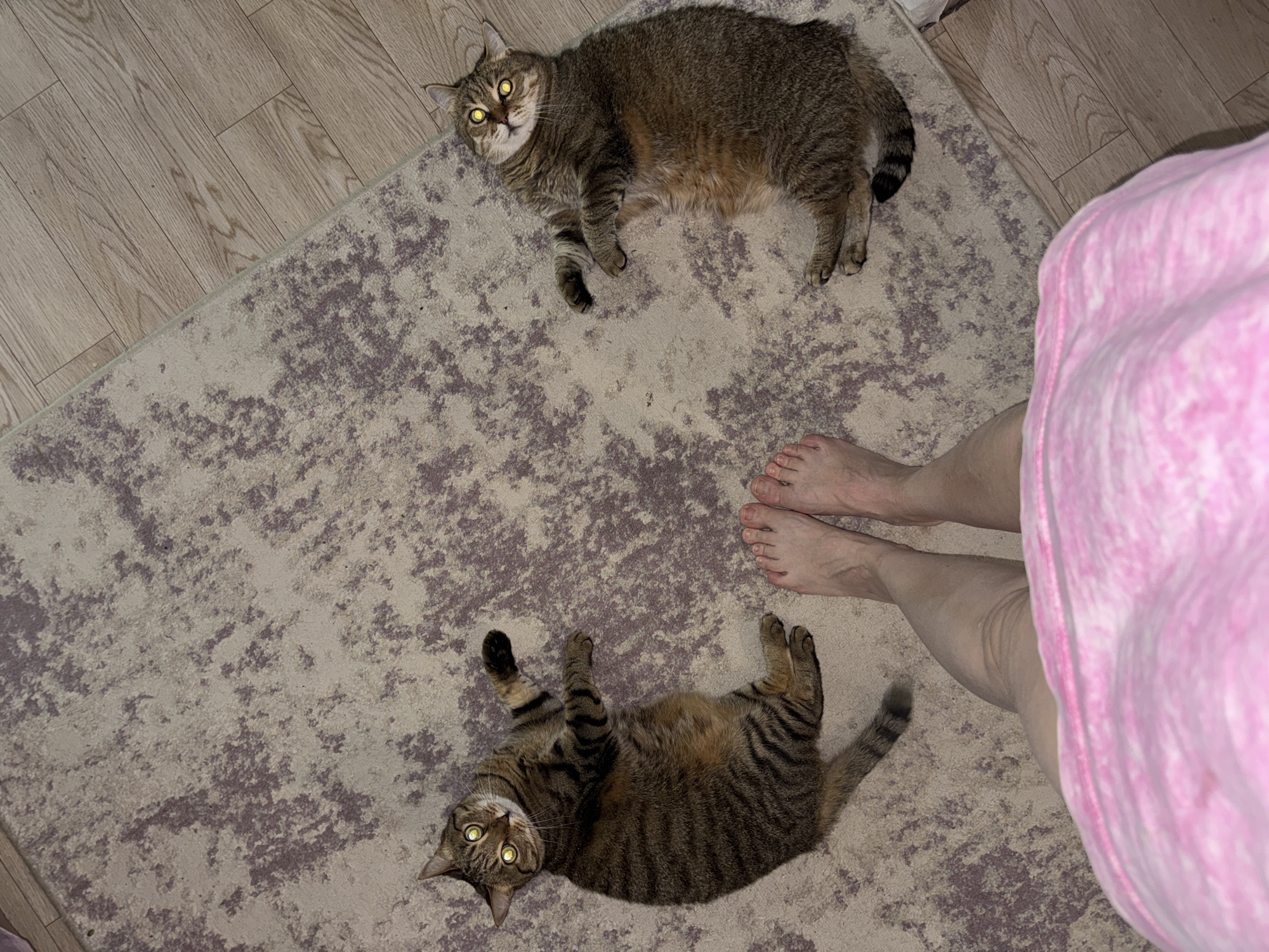 Two tabby cats play indoors in Chaikovsky, Russia