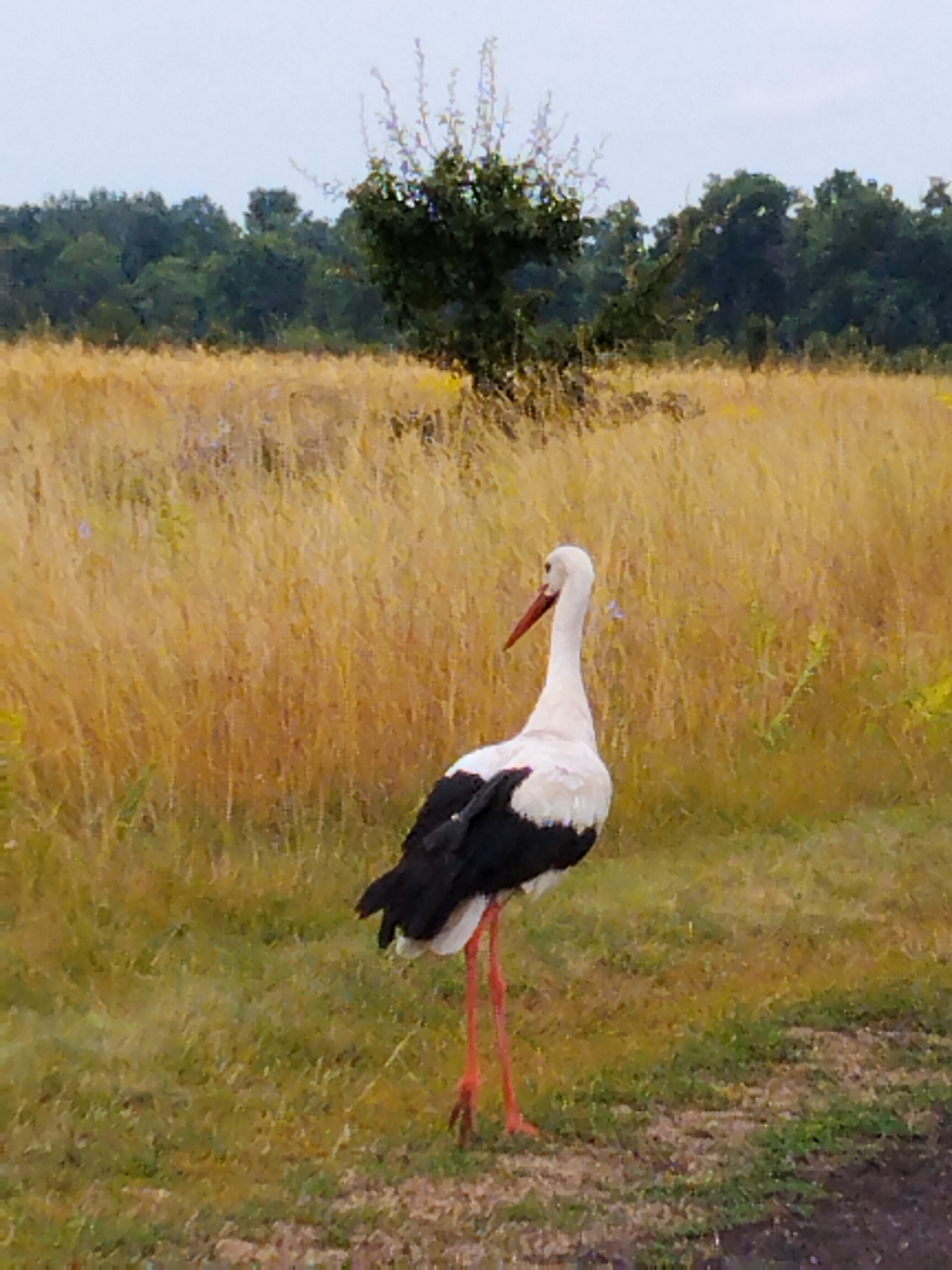 White stork along a rural dirt road in central Ukraine