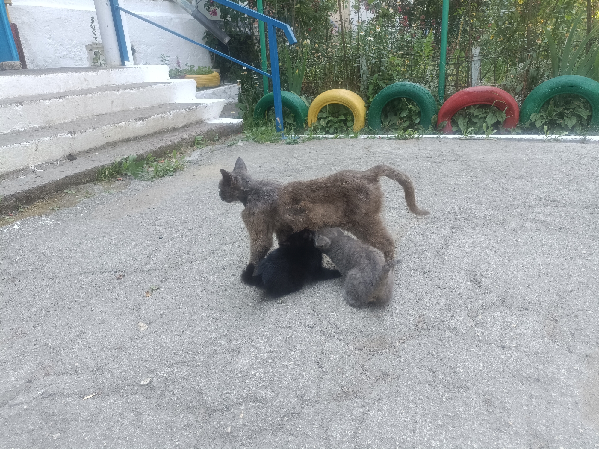 Cats and quiet streets in Rybnitsa on a July morning