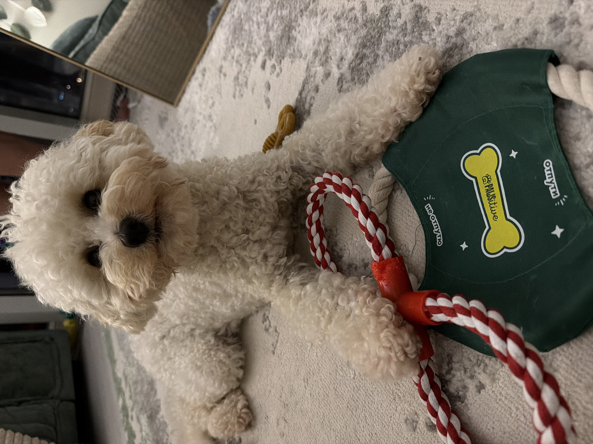Poodle lounging with toys on a grey rug in Sochi