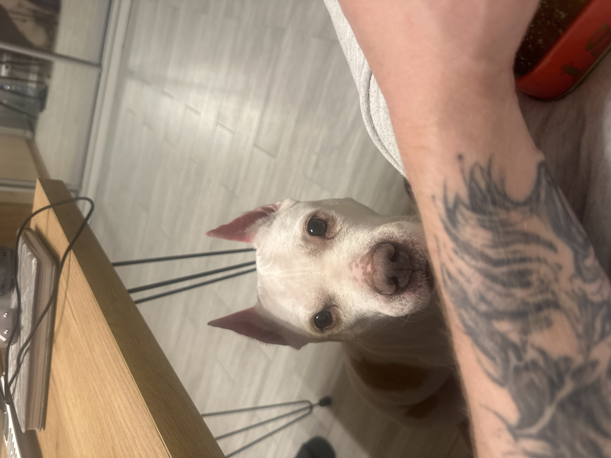 White dog with cropped ears observed indoors in Sochi