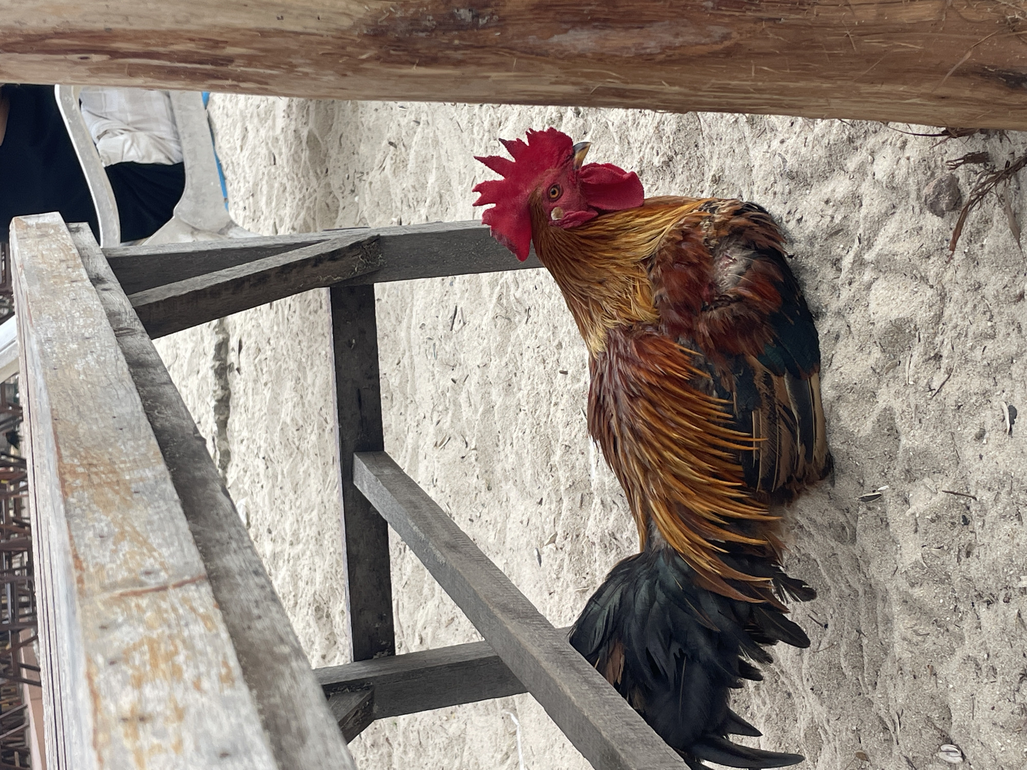 Daily life scenes documented across Choeng Thale, Thailand