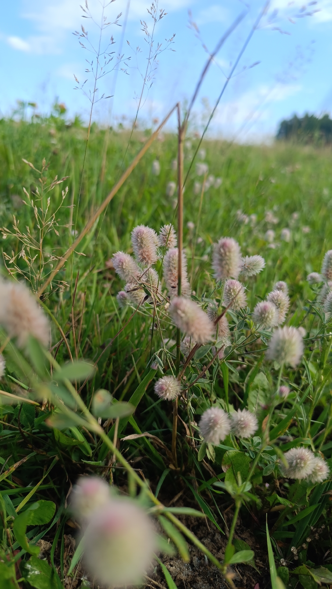 Lazy summer afternoon with cattle and wildflowers in rural Karsha