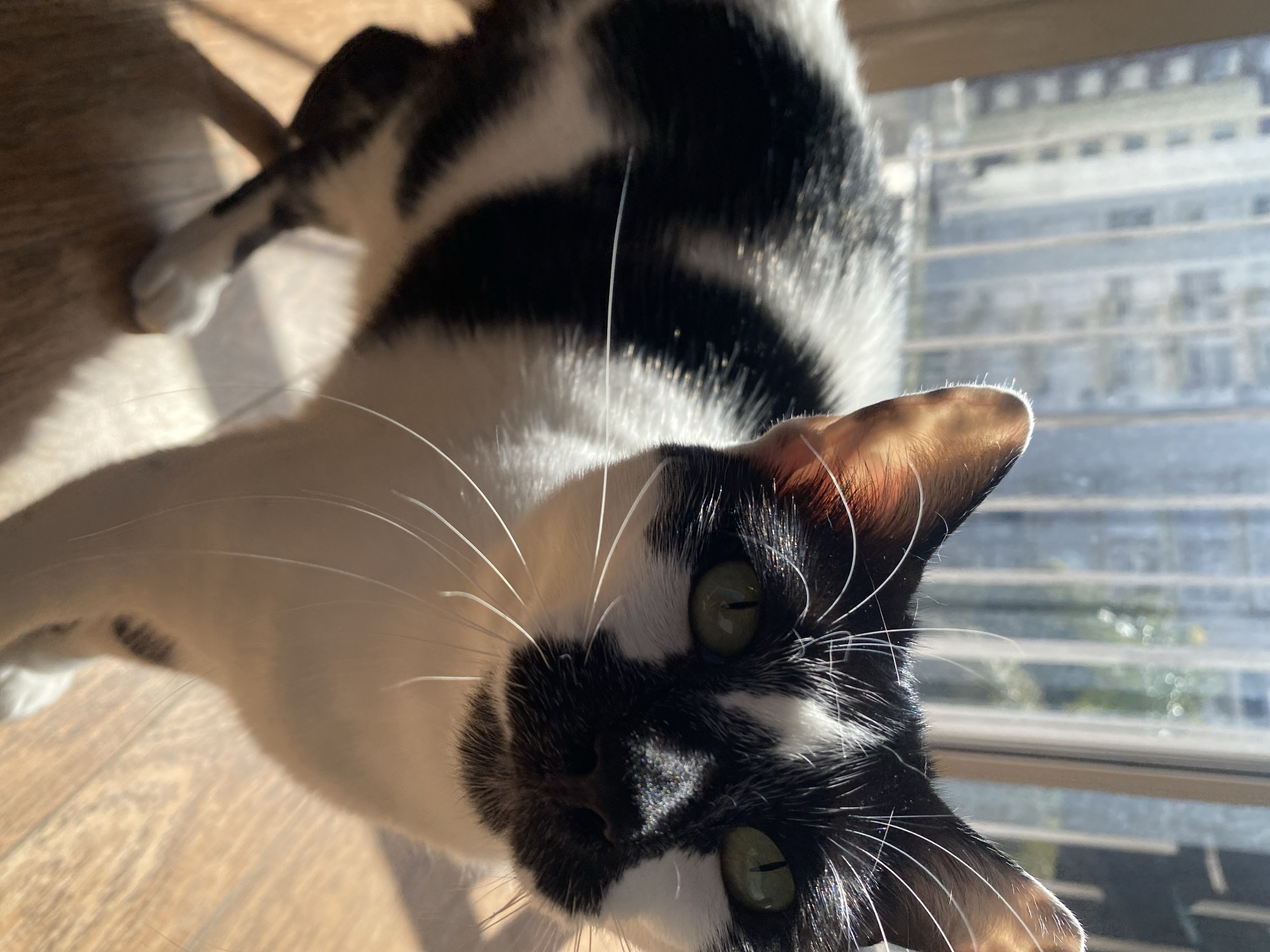 Black and white cat captured in playful moments in Buenos Aires