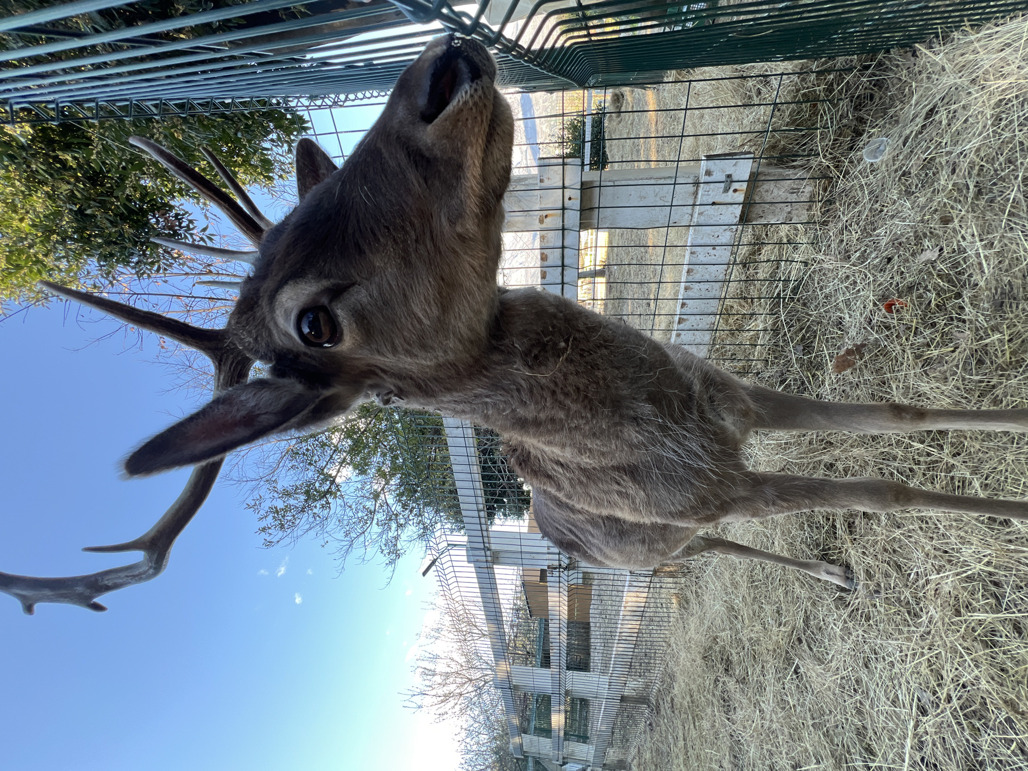 Various animals spotted in enclosures at Herceg Novi facility