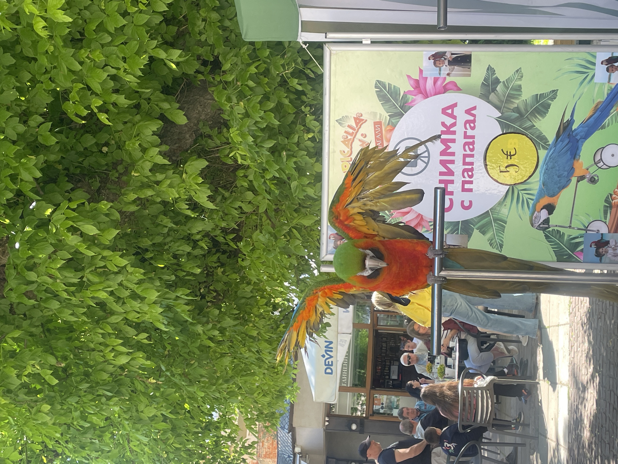 Exotic birds spotted on railings in Gabrovo public space