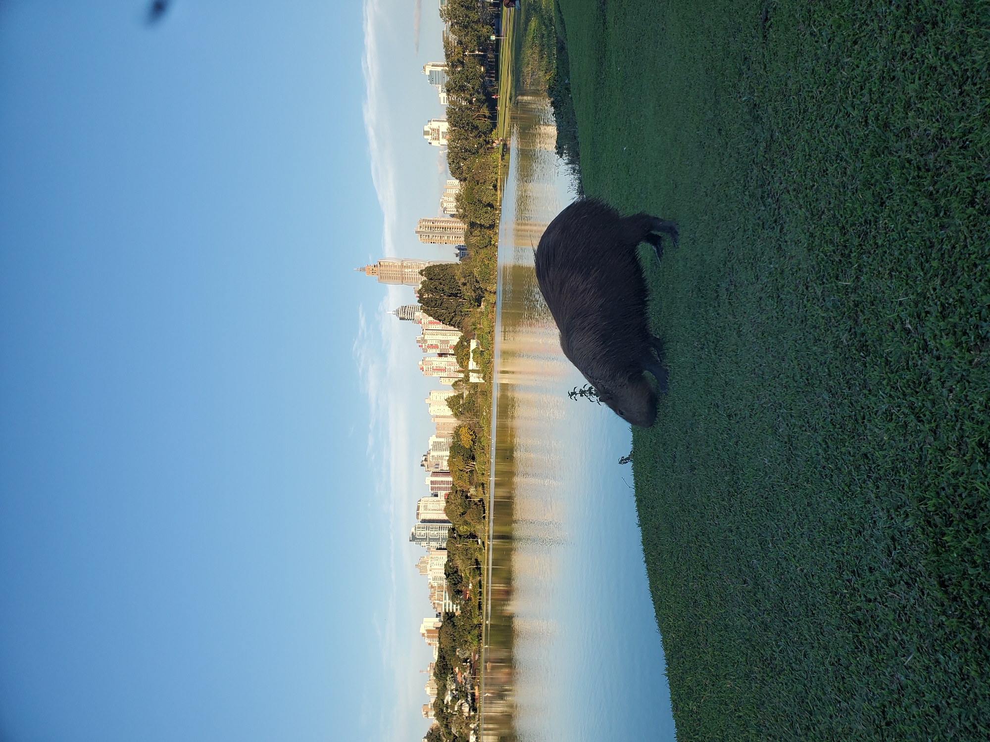 Capybara and cityscape at Curitiba's Parque Barigui