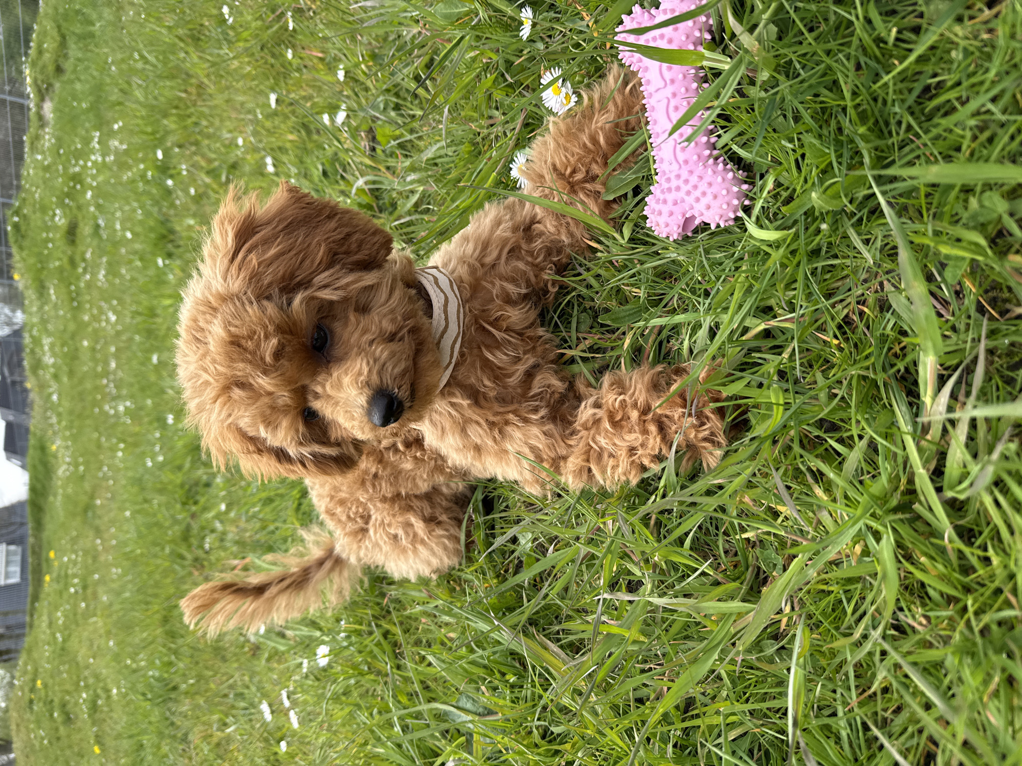 Small brown poodle rests in grassy area in Marum