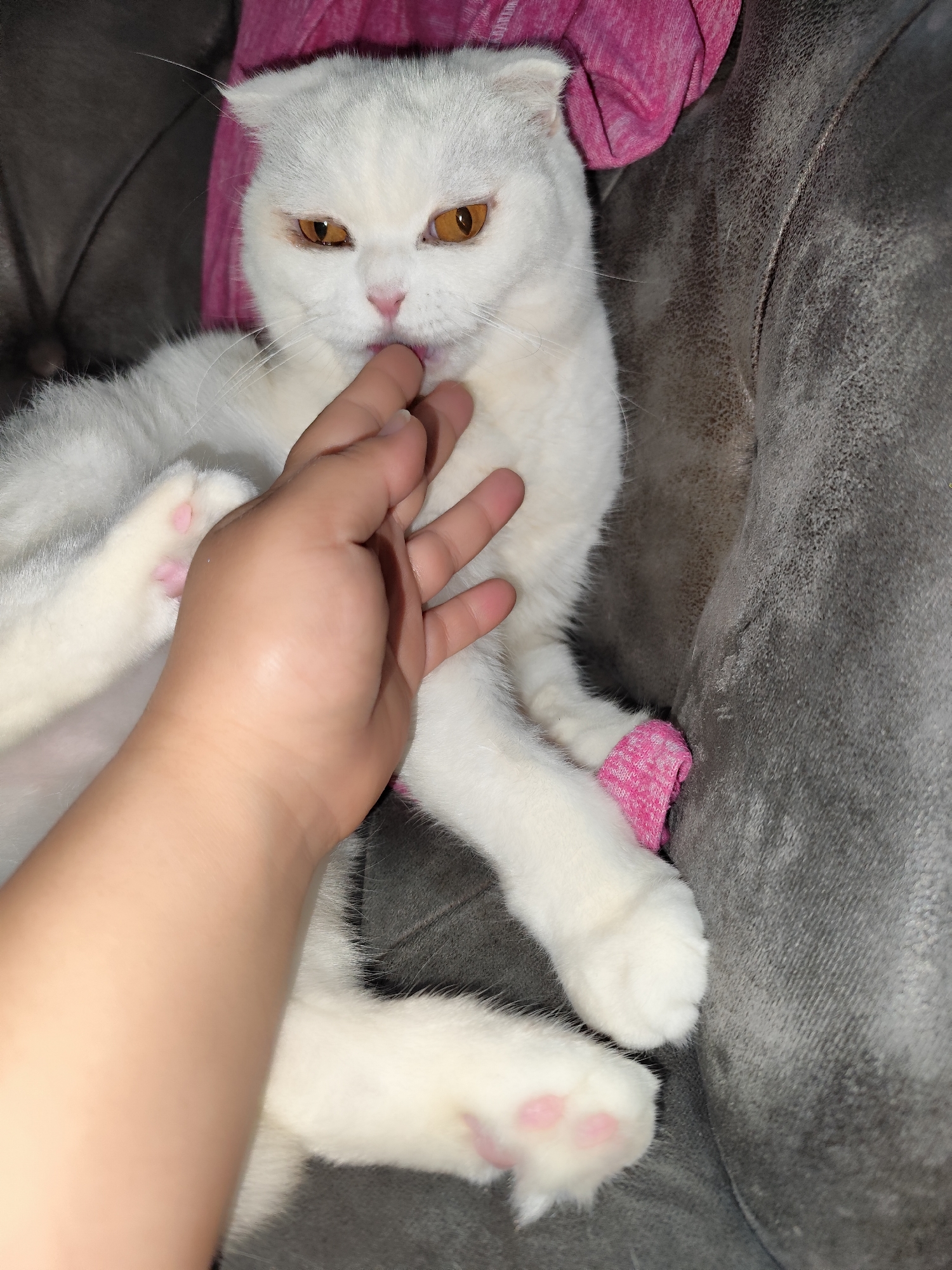 White Scottish Fold cat rests on gray chair in Istanbul home