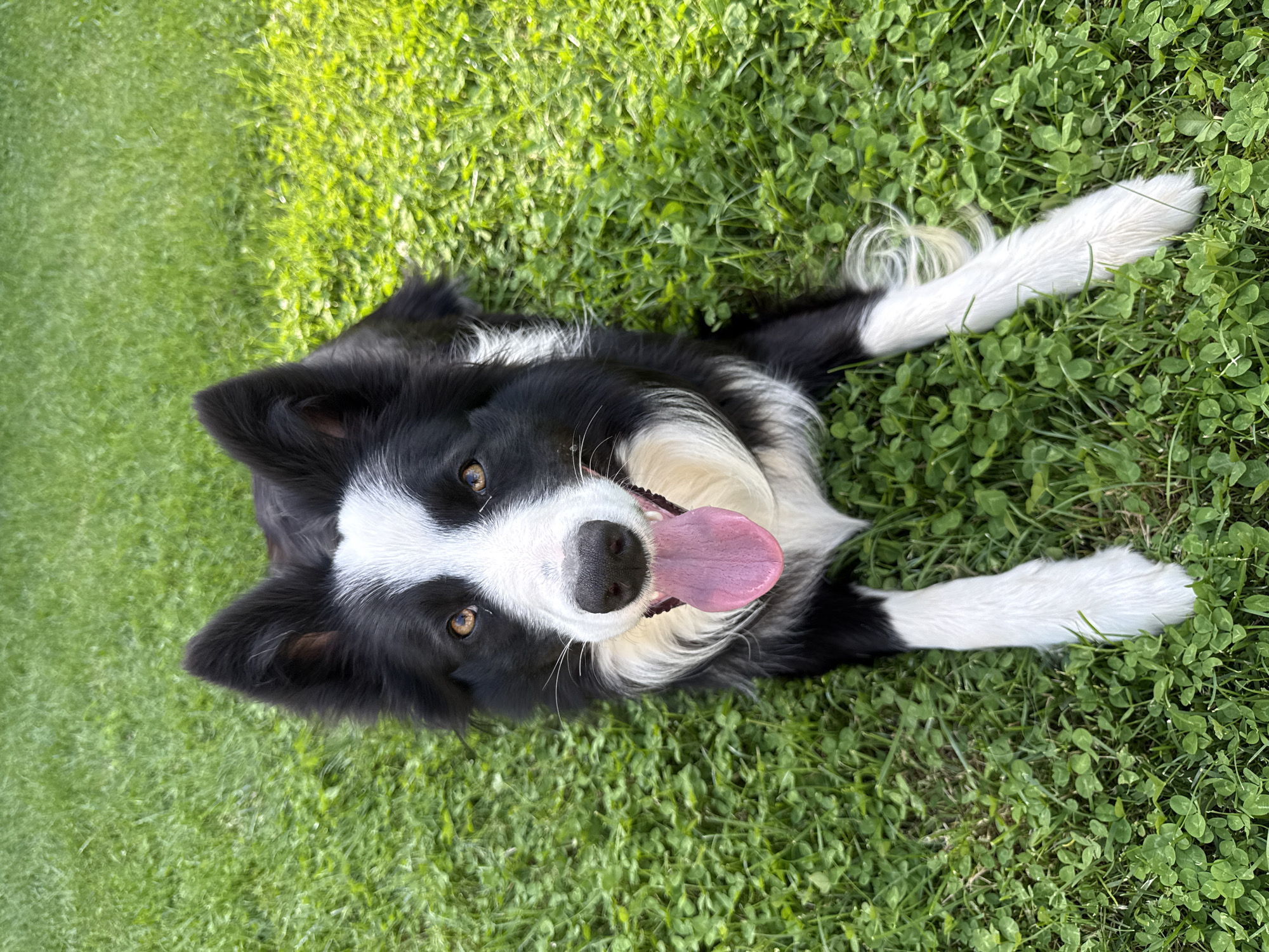 Border Collie relaxes on lawn in Berkovitsa, Bulgaria