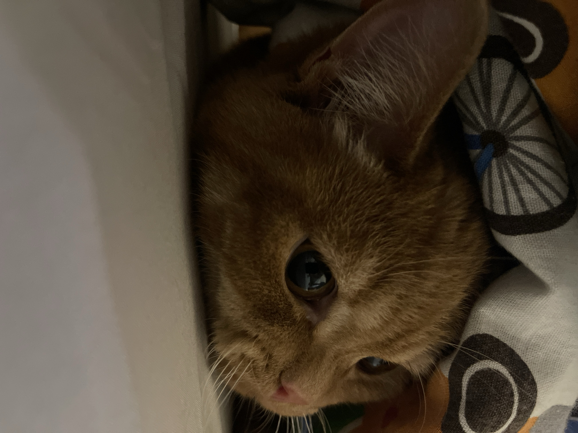 Lazy evening with an orange tabby cat at home in Kommunarka