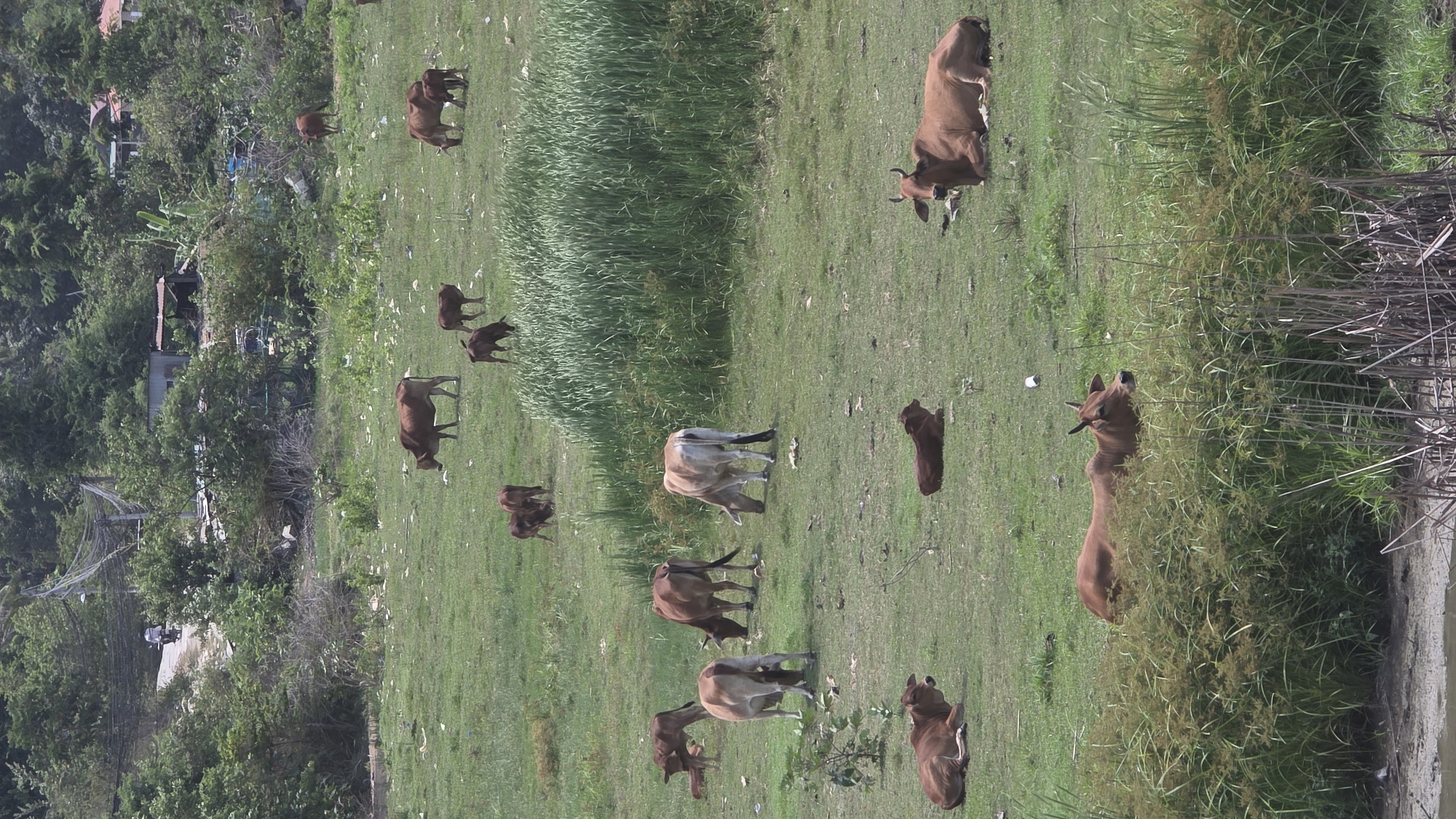 Cattle grazing documented in Vietnamese countryside pastoral scene