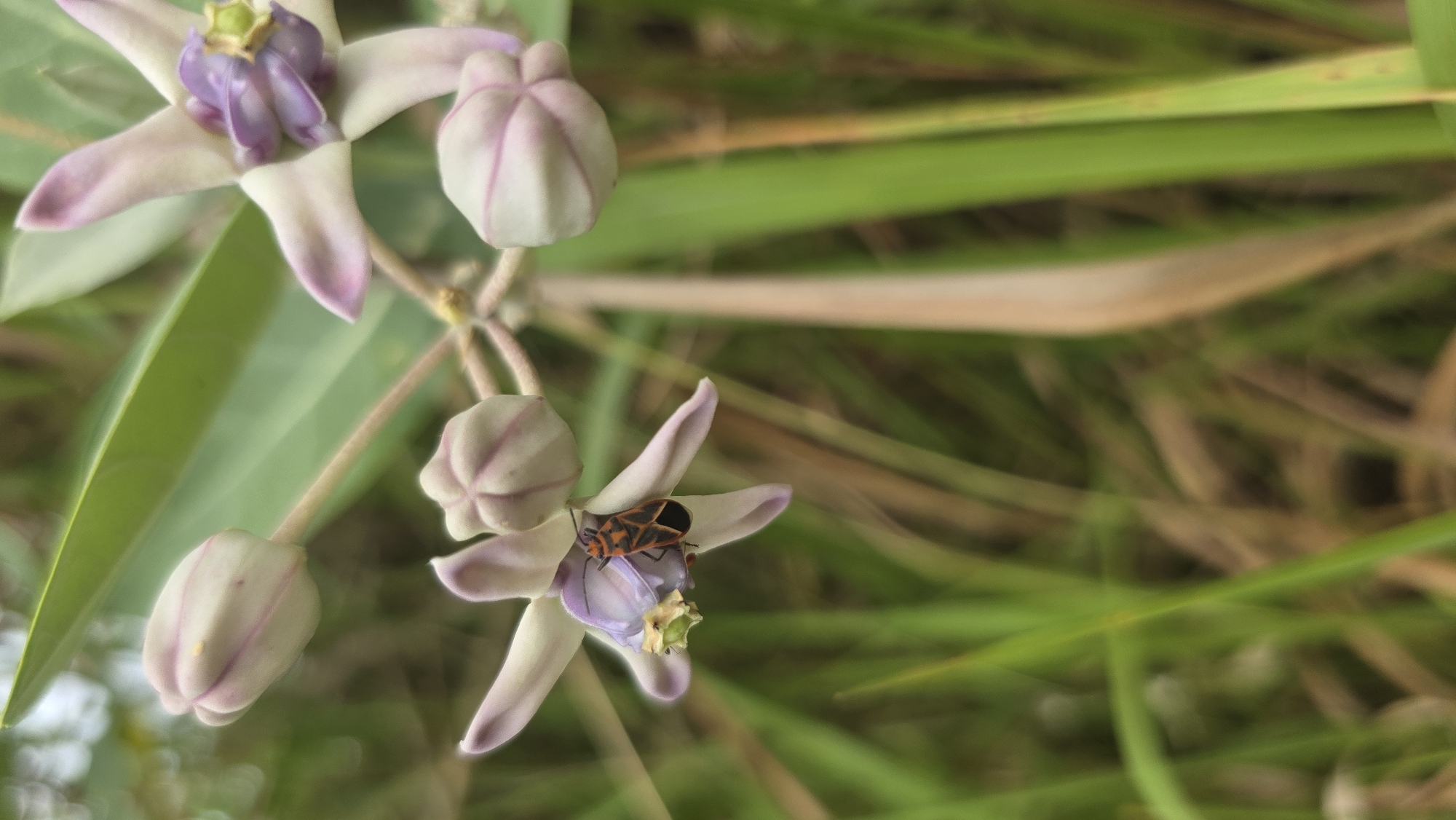 Nature Photography Session Documents Lhokseumawe Flora and Fauna