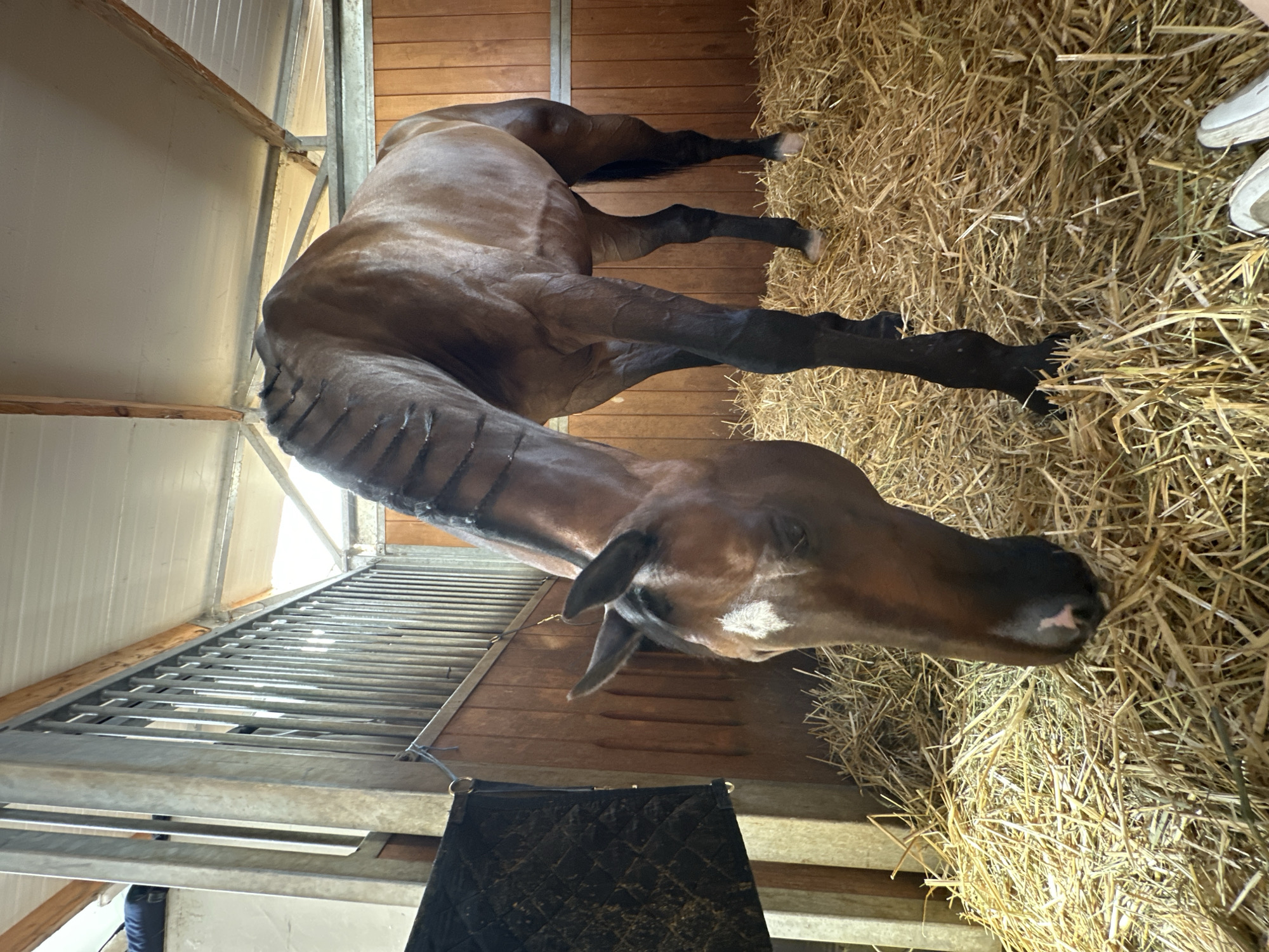 Brown horse eating hay in a Budapest stable stall