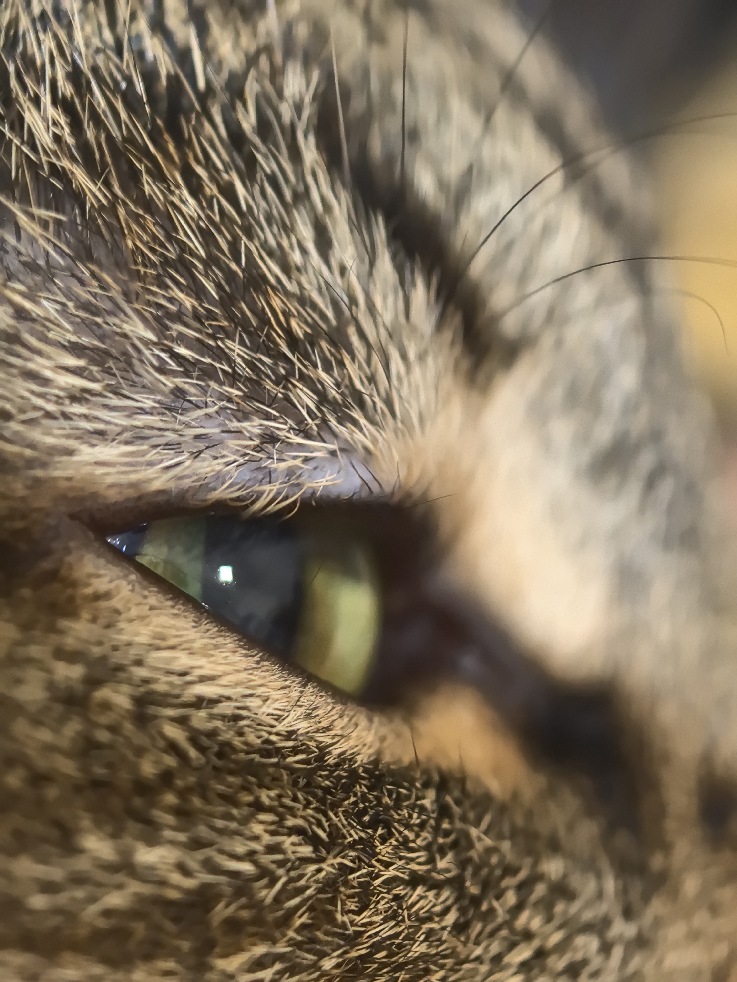 Close macro shot of a green cat eye with square light reflection