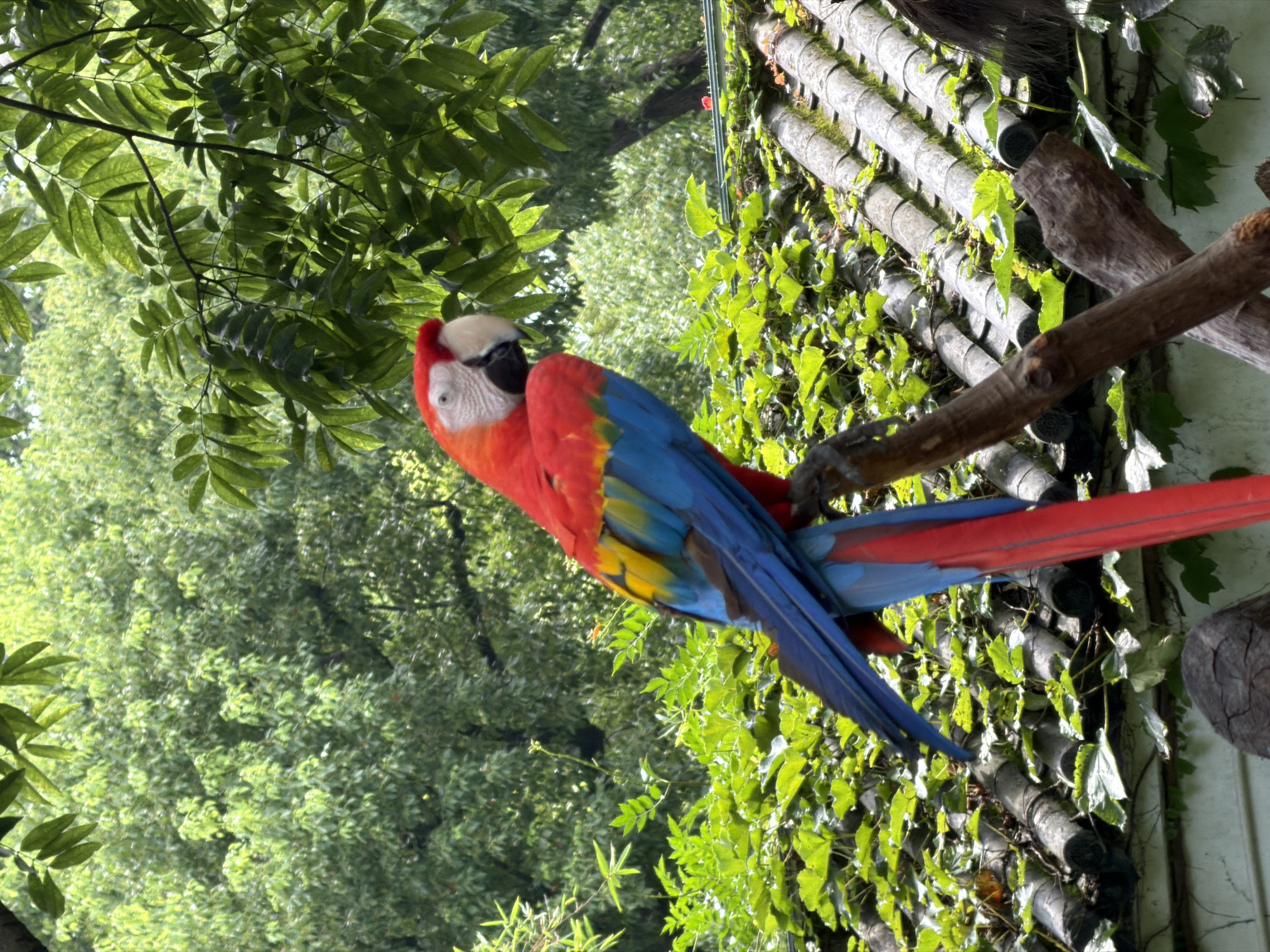 Colorful parrots perched on branches in Changning District