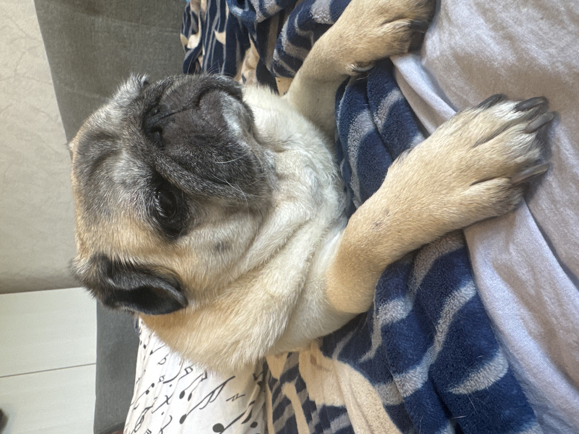 Pug chilling on a striped blanket, multiple angles
