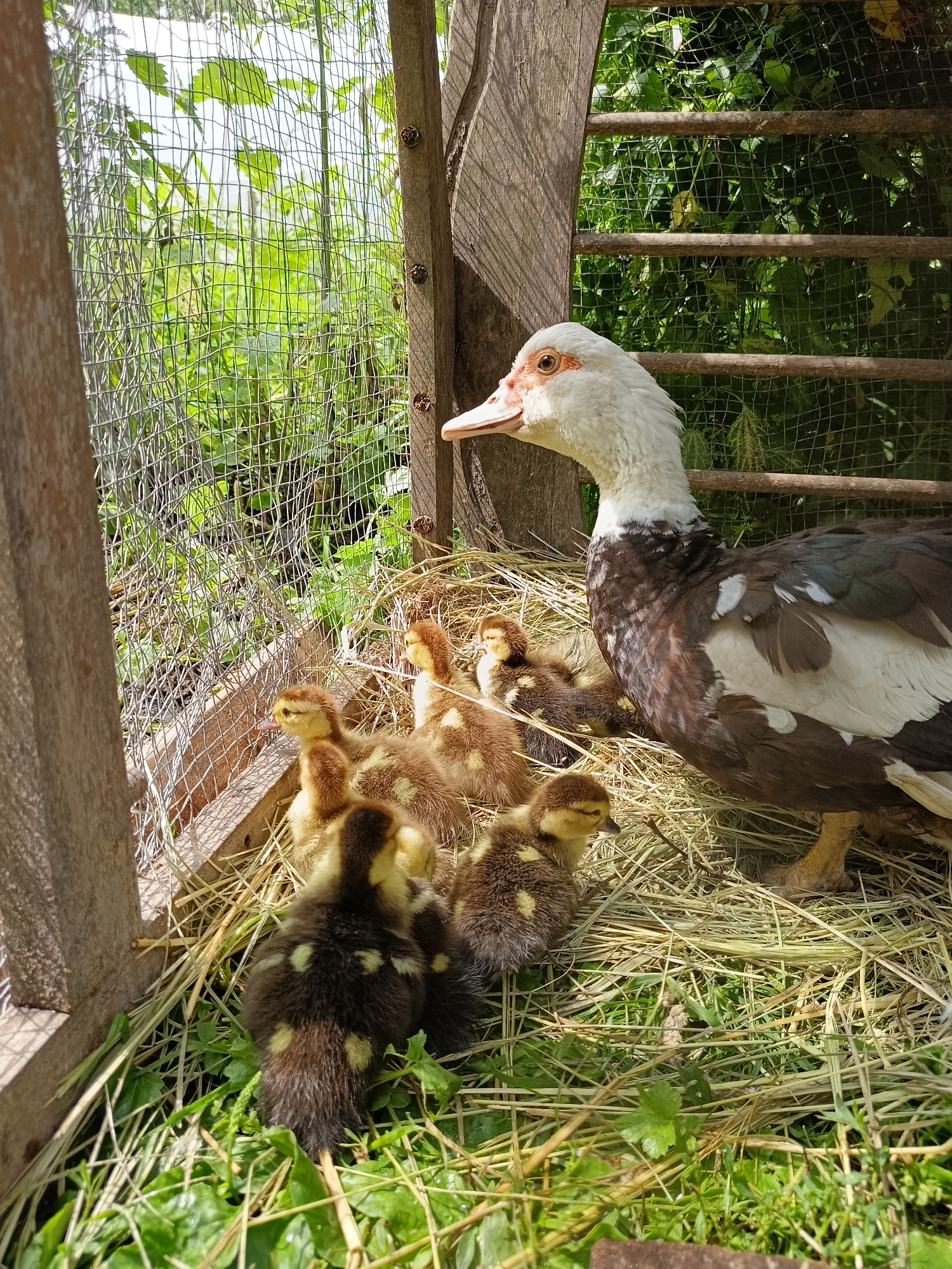 Ducklings, a brooding Muscovy, and a curious cat in rural Russia