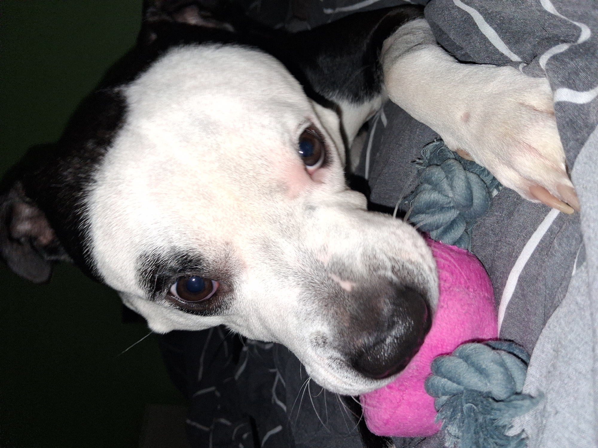 Dog plays with toy on blanket in Varna