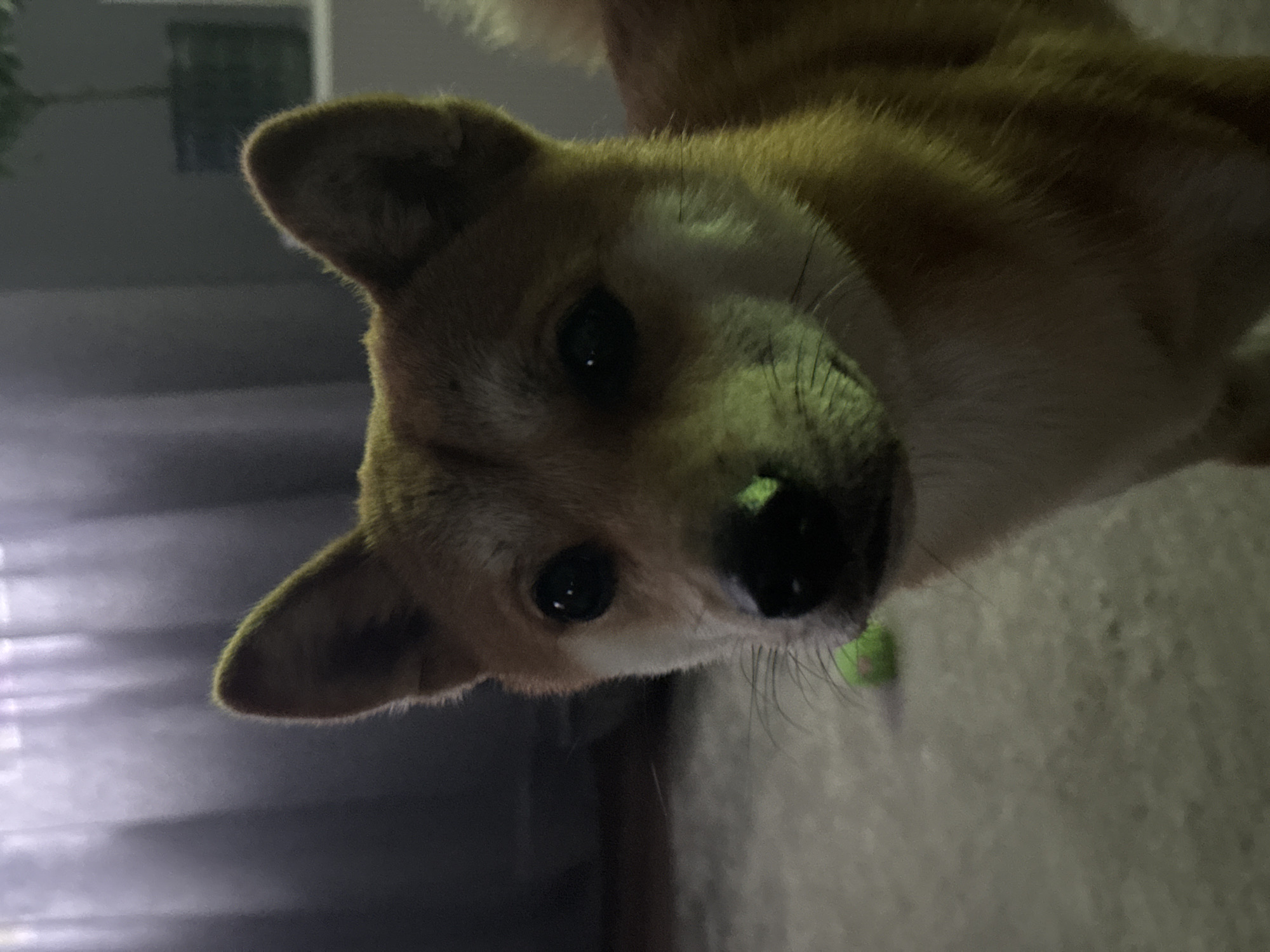 Laid-back afternoon at home with a Shiba Inu in Carnikava